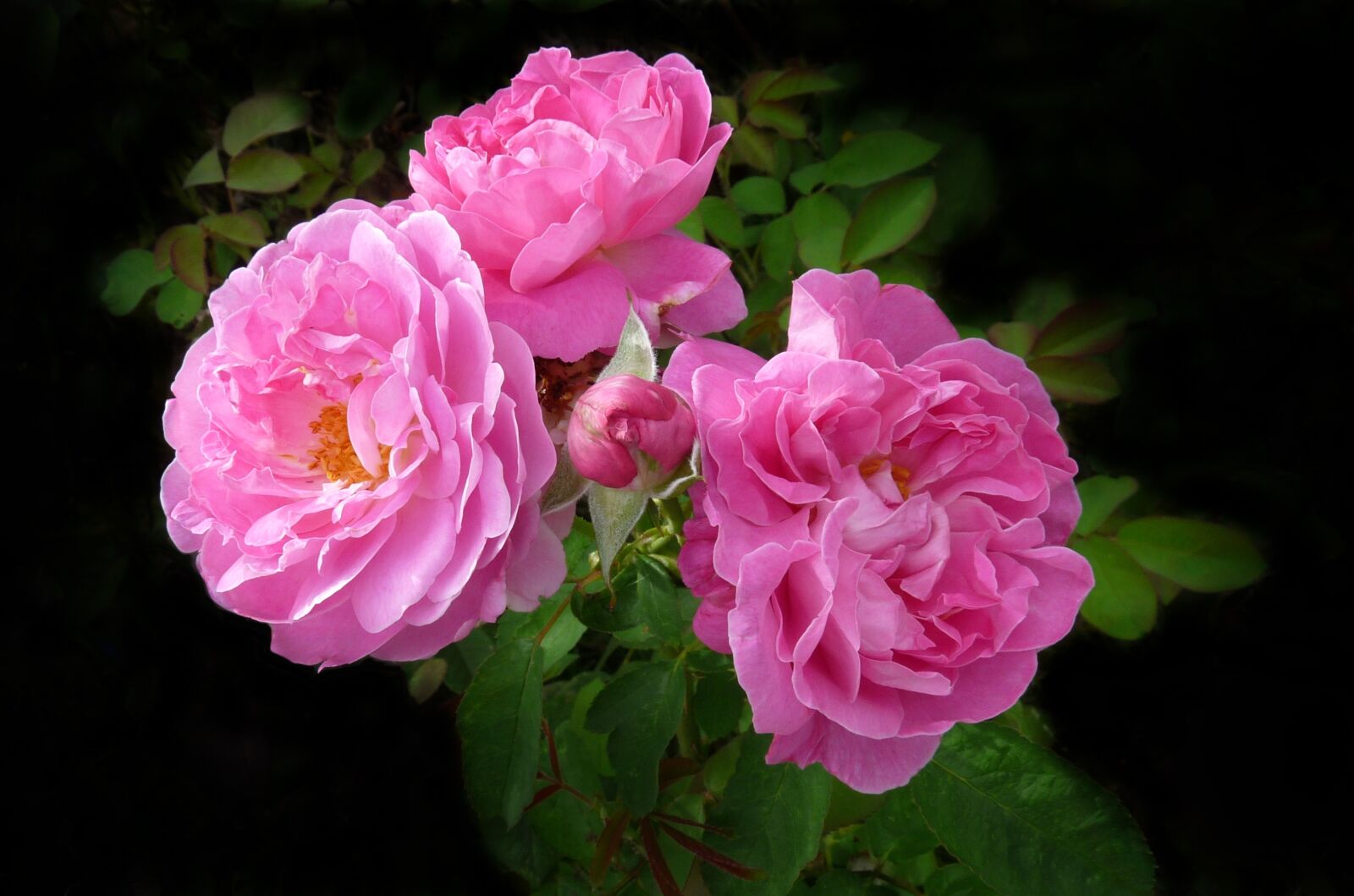Panasonic Lumix DMC-FZ28 sample photo. Rose, flowers, pink photography