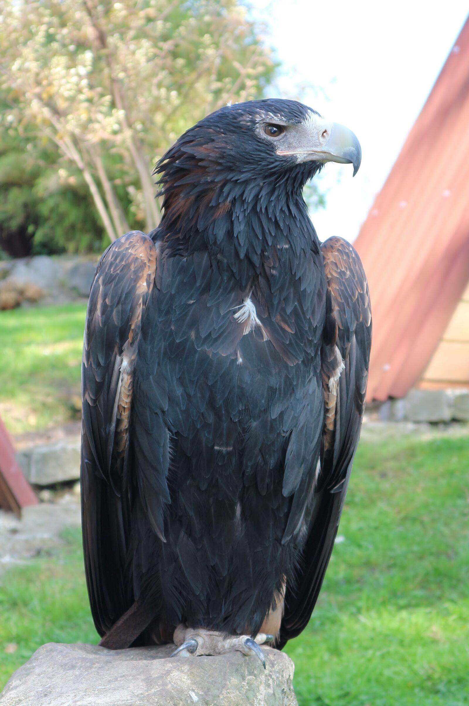Canon EOS M10 sample photo. Eagles waiting in detmold photography