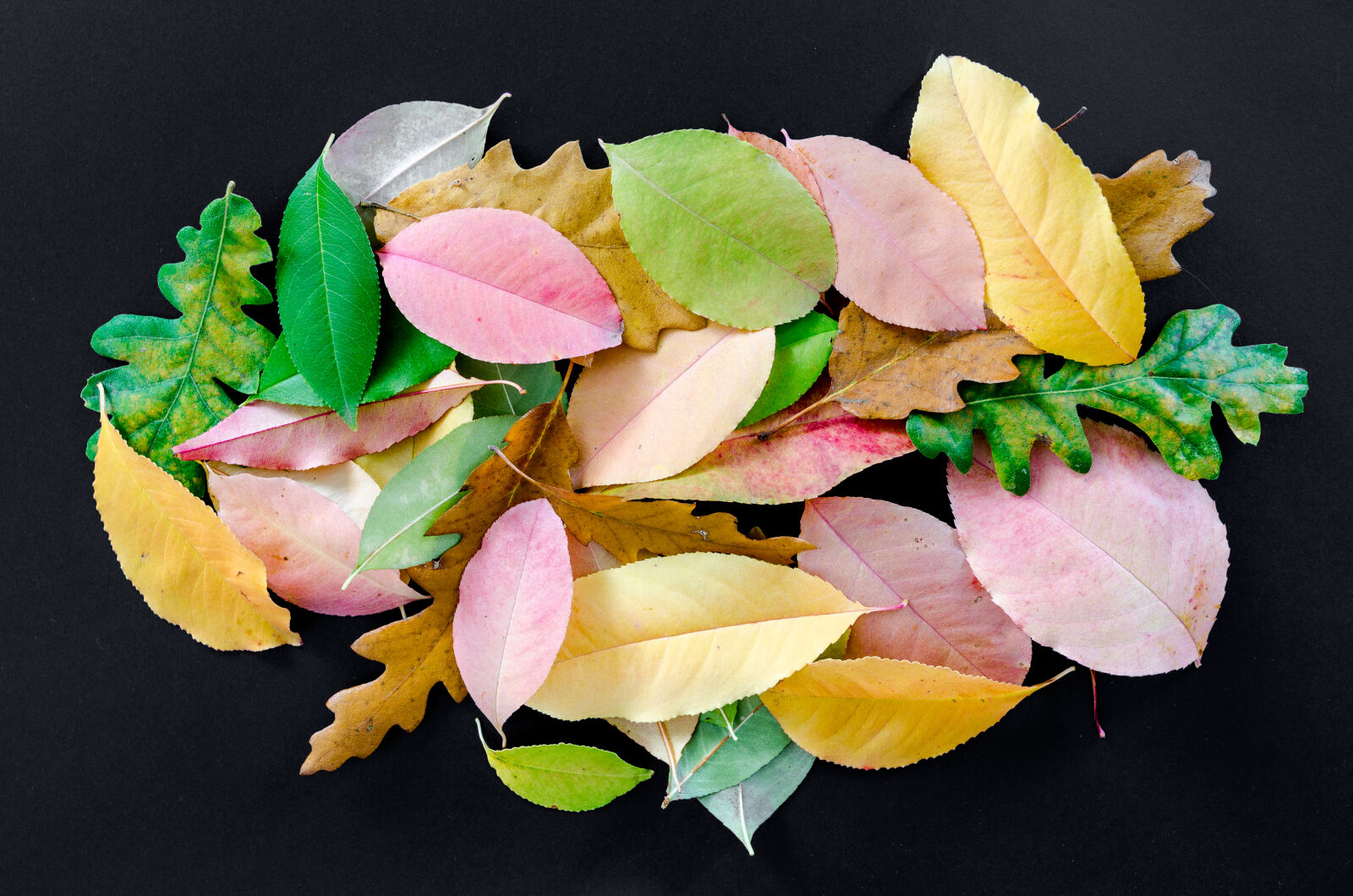 Nikon D5100 sample photo. Abstract, autumn, background, beautiful photography