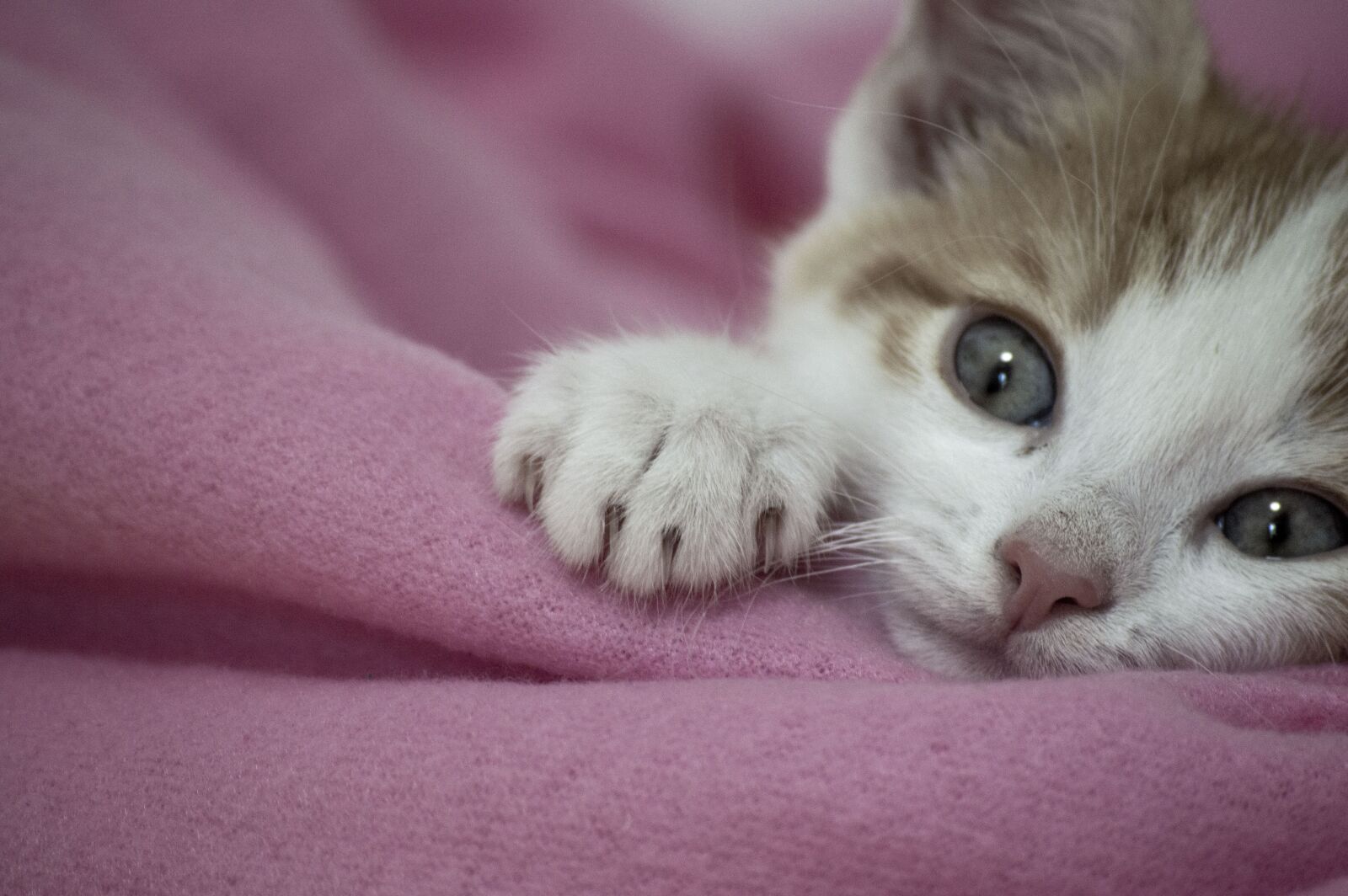 Nikon D3200 sample photo. Cat, cute, animal photography