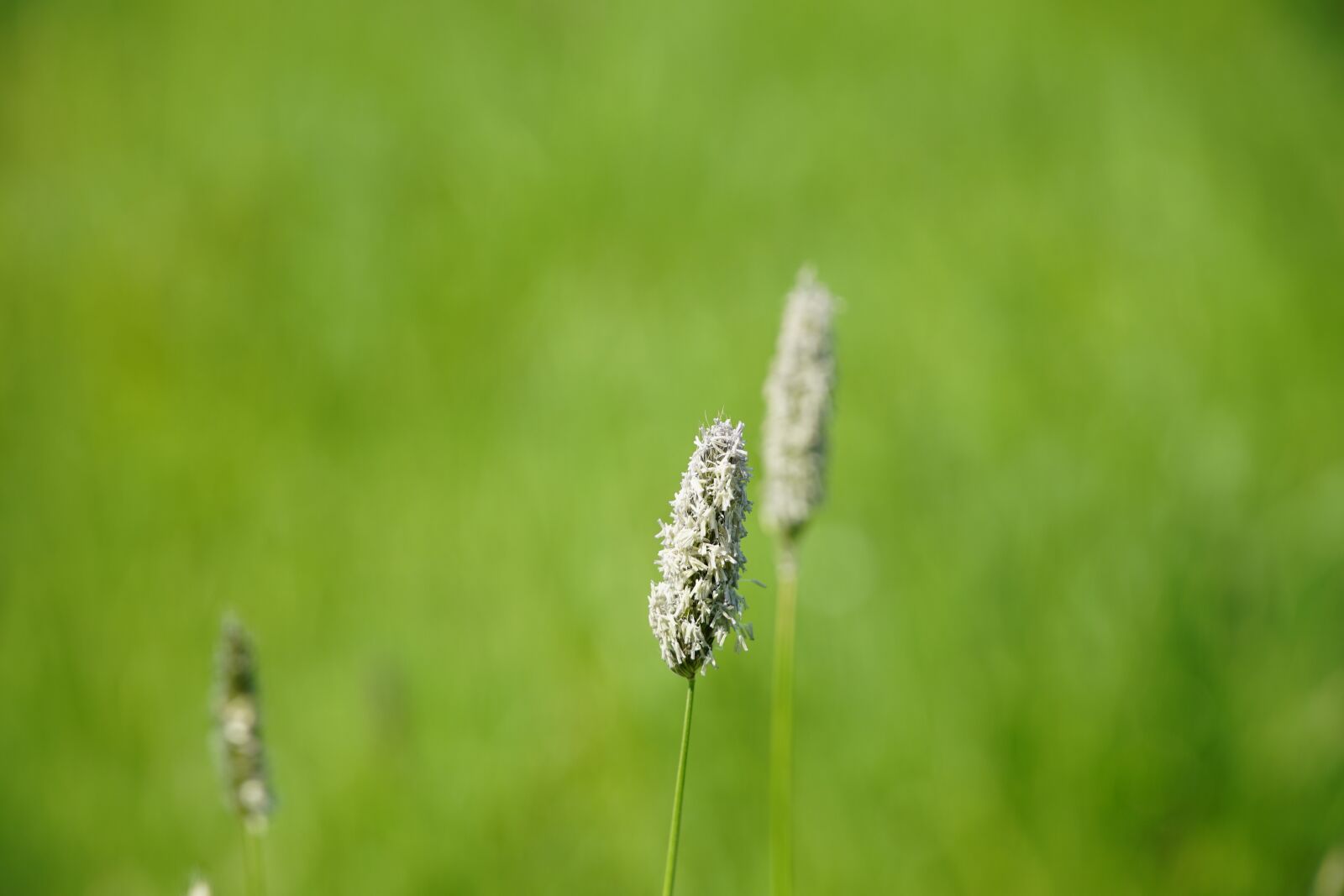 Sony a7R II sample photo. Flowering, grass, blue photography