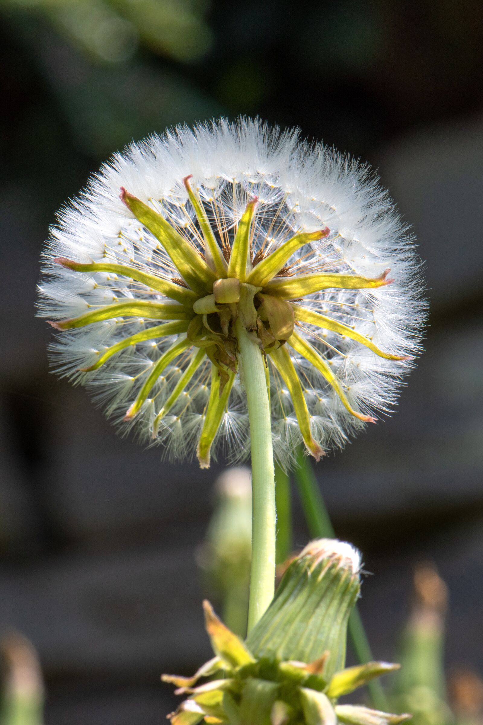 Nikon D7500 sample photo. Dandelion, nature, flora photography