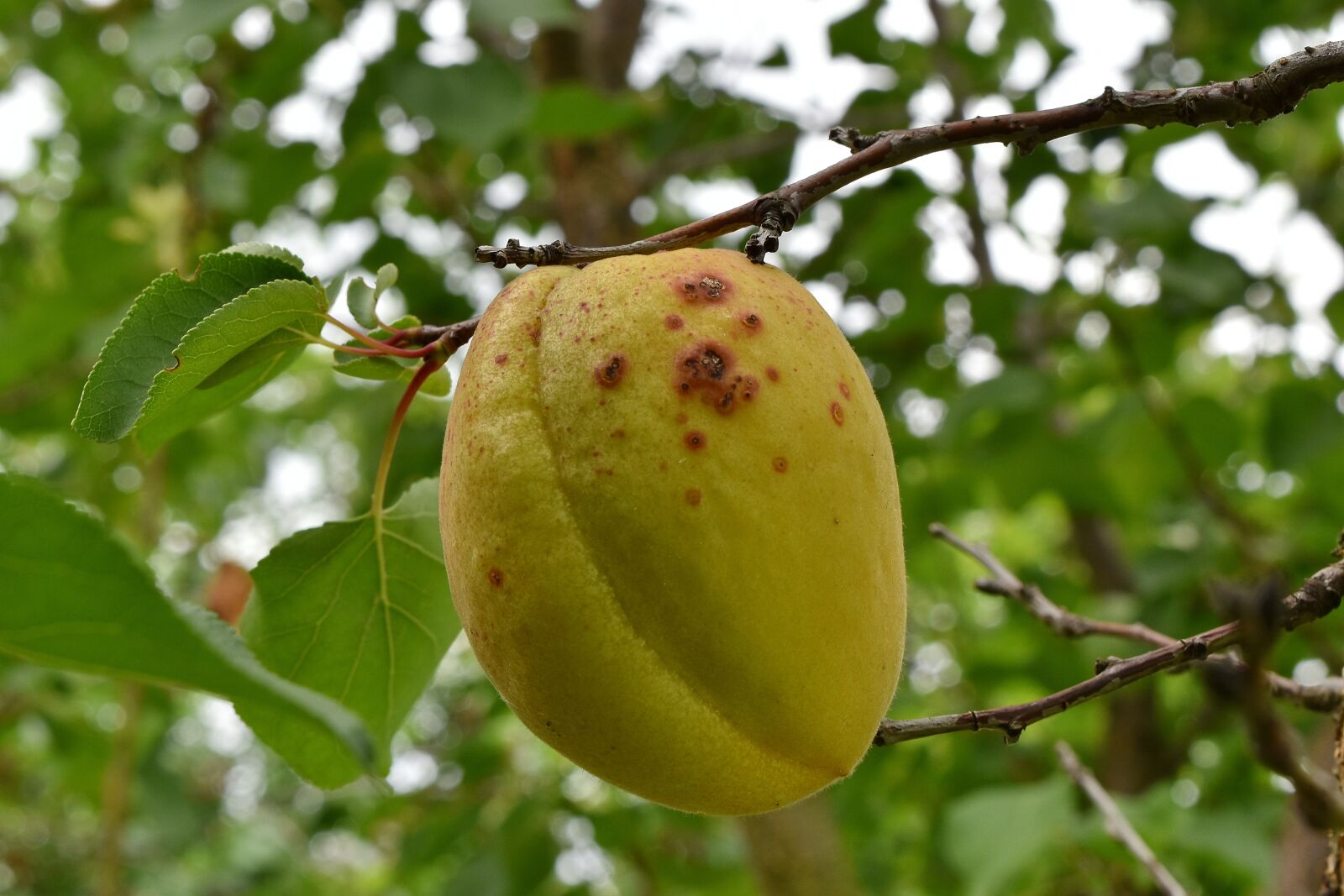 Nikon D5500 sample photo. Apricot, leaf, nature, fruit photography