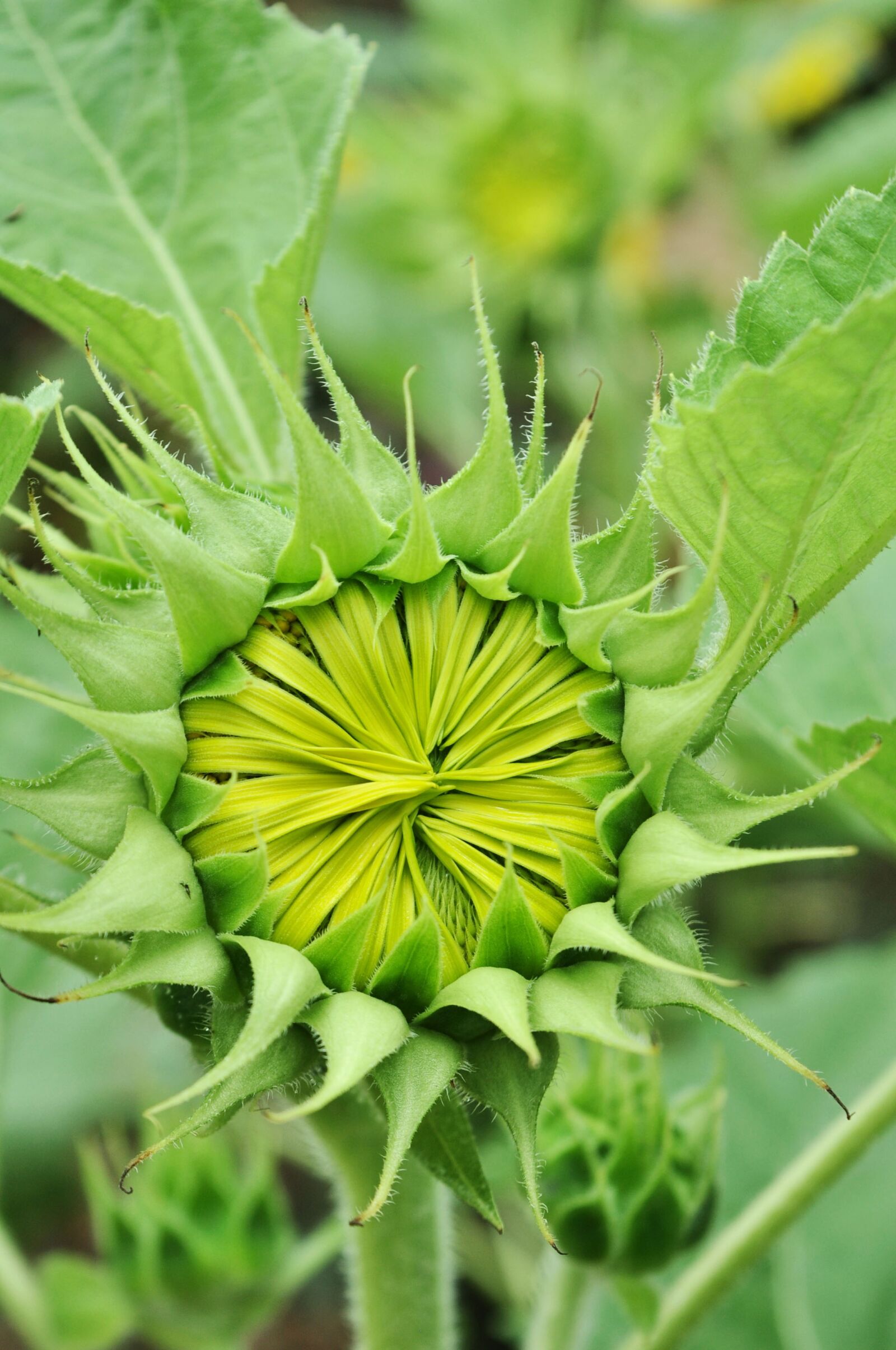 Nikon D90 sample photo. Nature, flora, leaf photography
