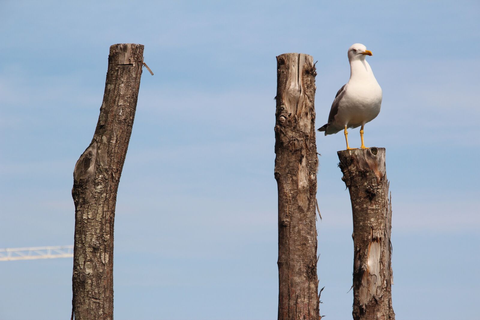 Canon EOS 600D (Rebel EOS T3i / EOS Kiss X5) sample photo. Seagull, bird, close up photography