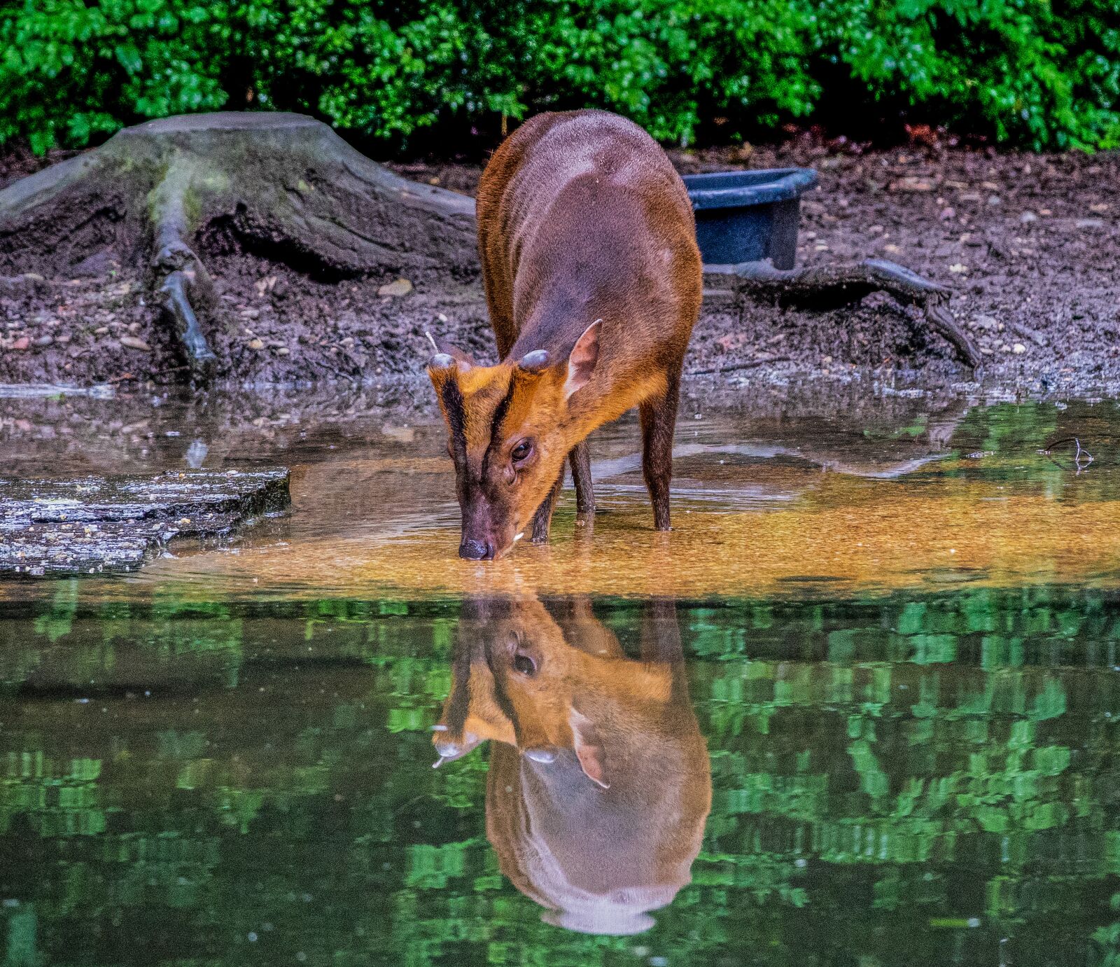 Sony Cyber-shot DSC-RX10 III sample photo. Muntjac, animal, water photography