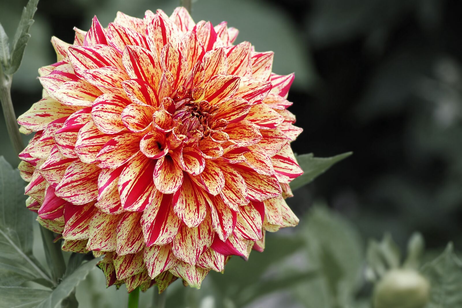Nikon D3000 sample photo. Dahlia, blossom, bloom photography