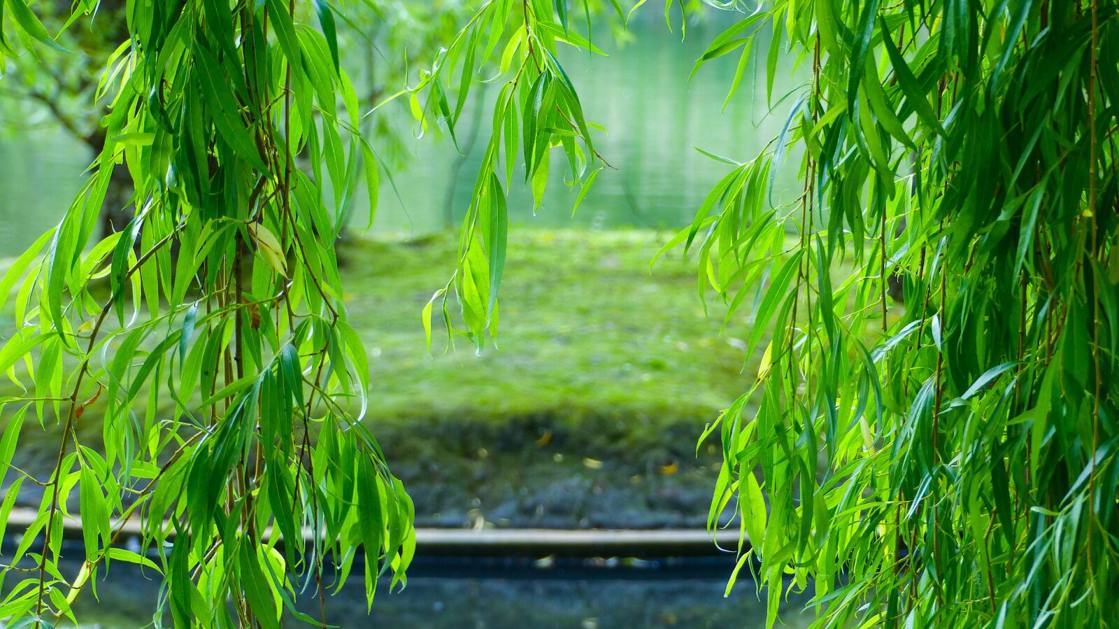 Panasonic Lumix DMC-FZ200 sample photo. Green, leaves, island photography