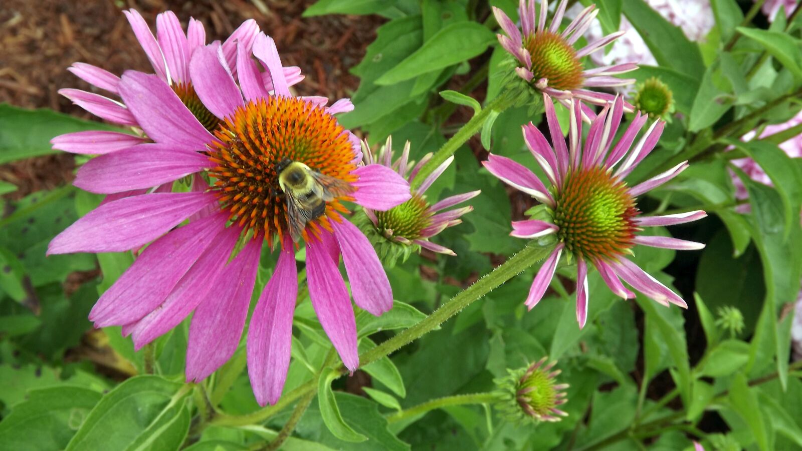 Fujifilm FinePix S3400 sample photo. Flowers, purple coneflower, echinacea photography