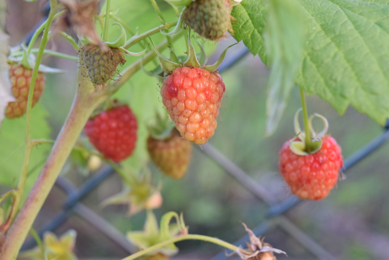 Nikon D3300 sample photo. Flower, fruit, garden, raspberries photography