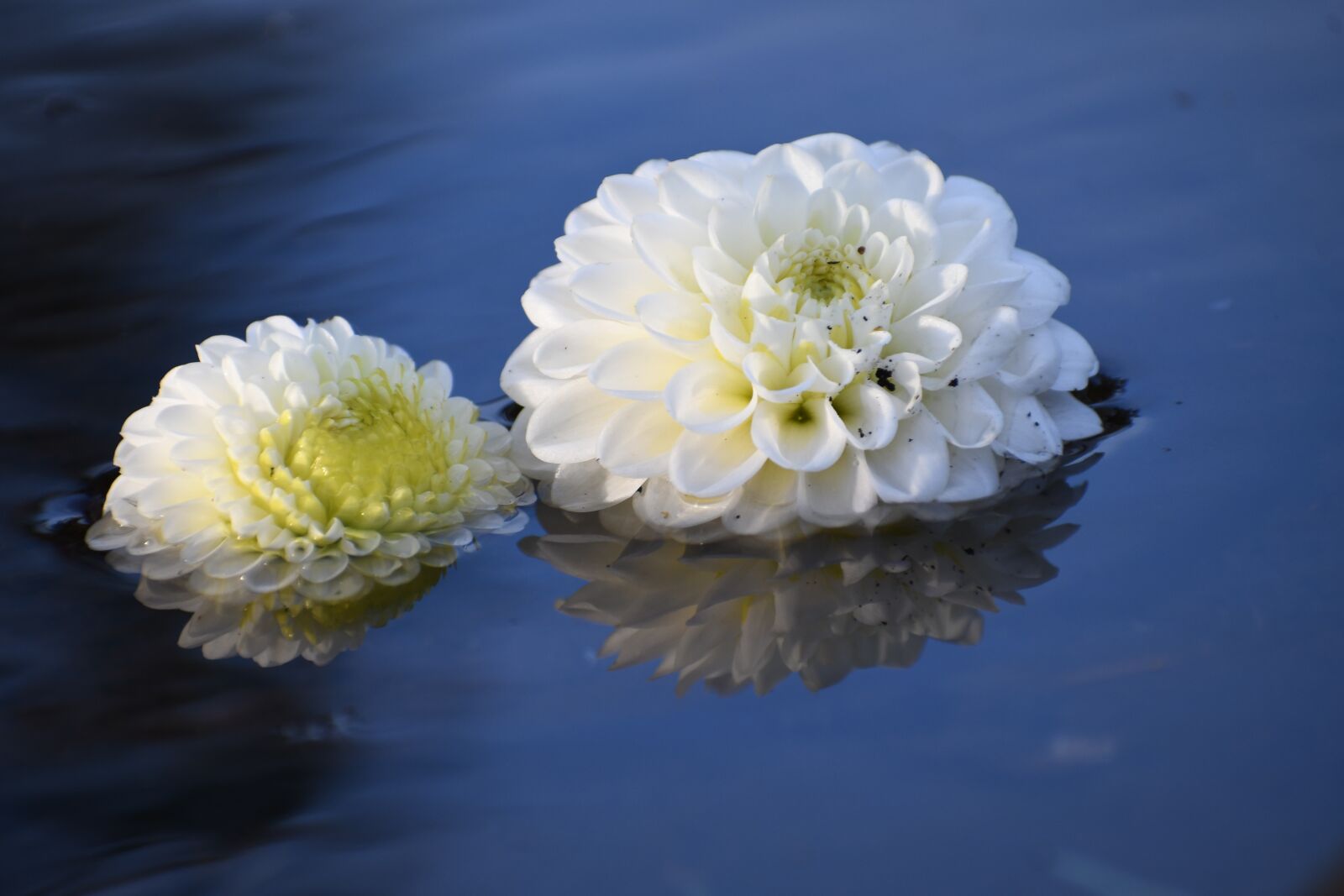 Nikon D500 sample photo. Dahlia, white, water photography