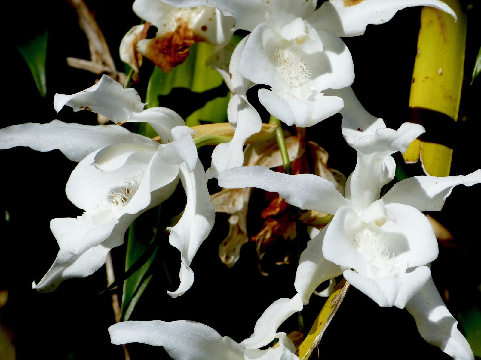 Panasonic Lumix DMC-FZ150 sample photo. Orchid, flower, reunion island photography