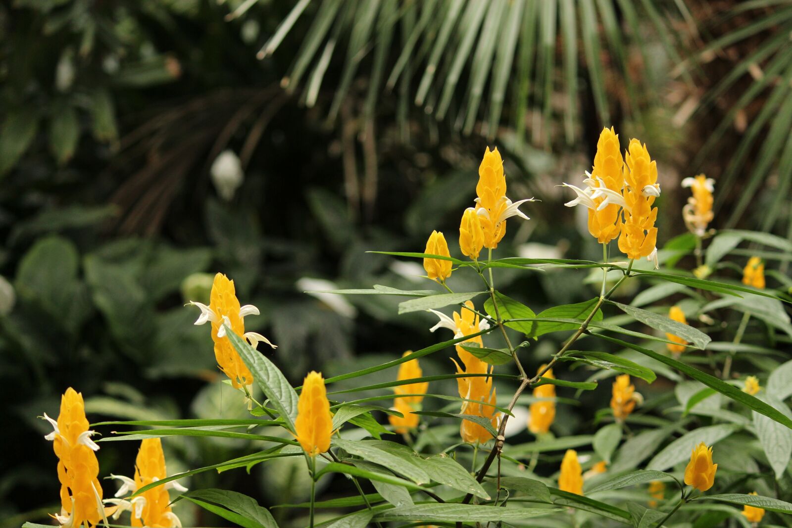 Canon EOS 700D (EOS Rebel T5i / EOS Kiss X7i) sample photo. Flower, nature, flora photography