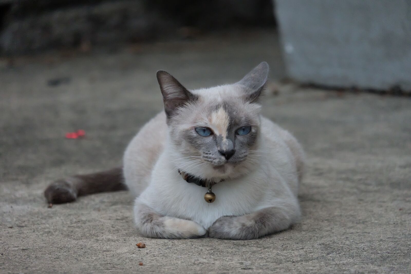Fujifilm X-A1 + Fujifilm XC 50-230mm F4.5-6.7 OIS sample photo. Cats, brother lemon, small photography