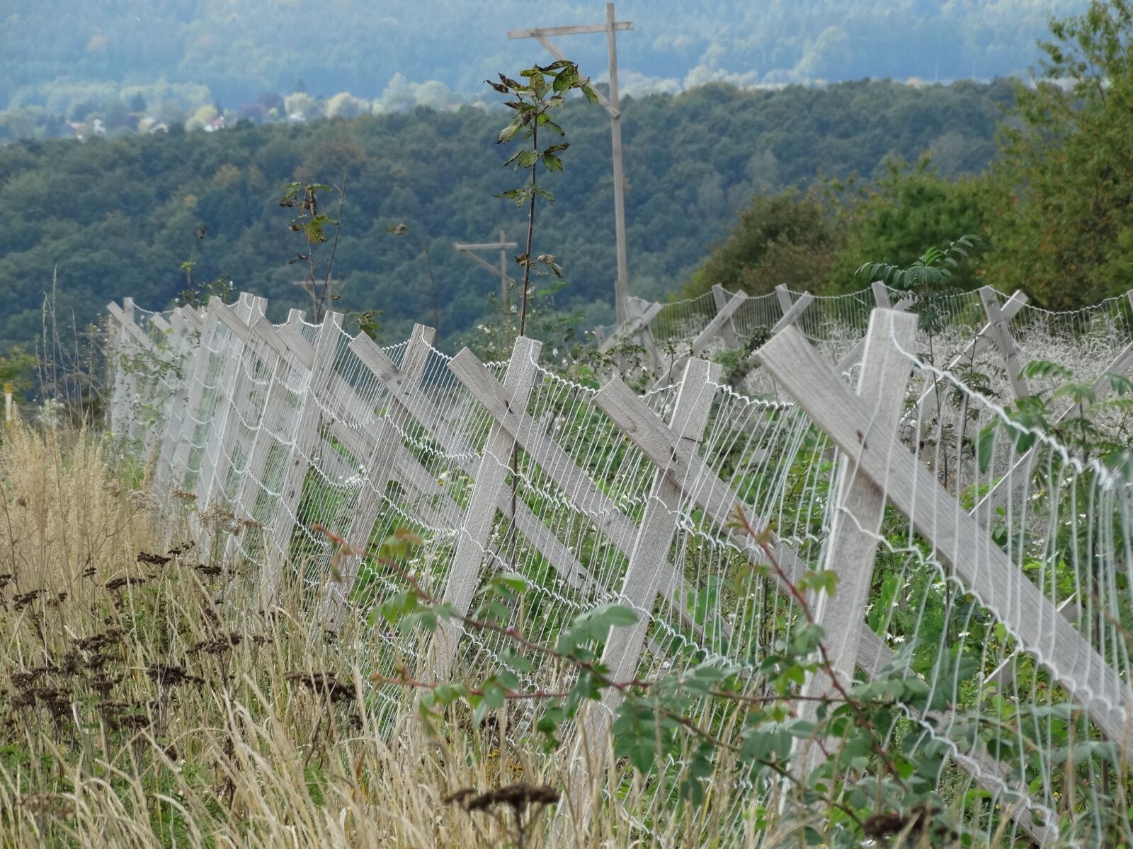 Sony Cyber-shot DSC-HX300 sample photo. Fence, wildlife protection, autumn photography
