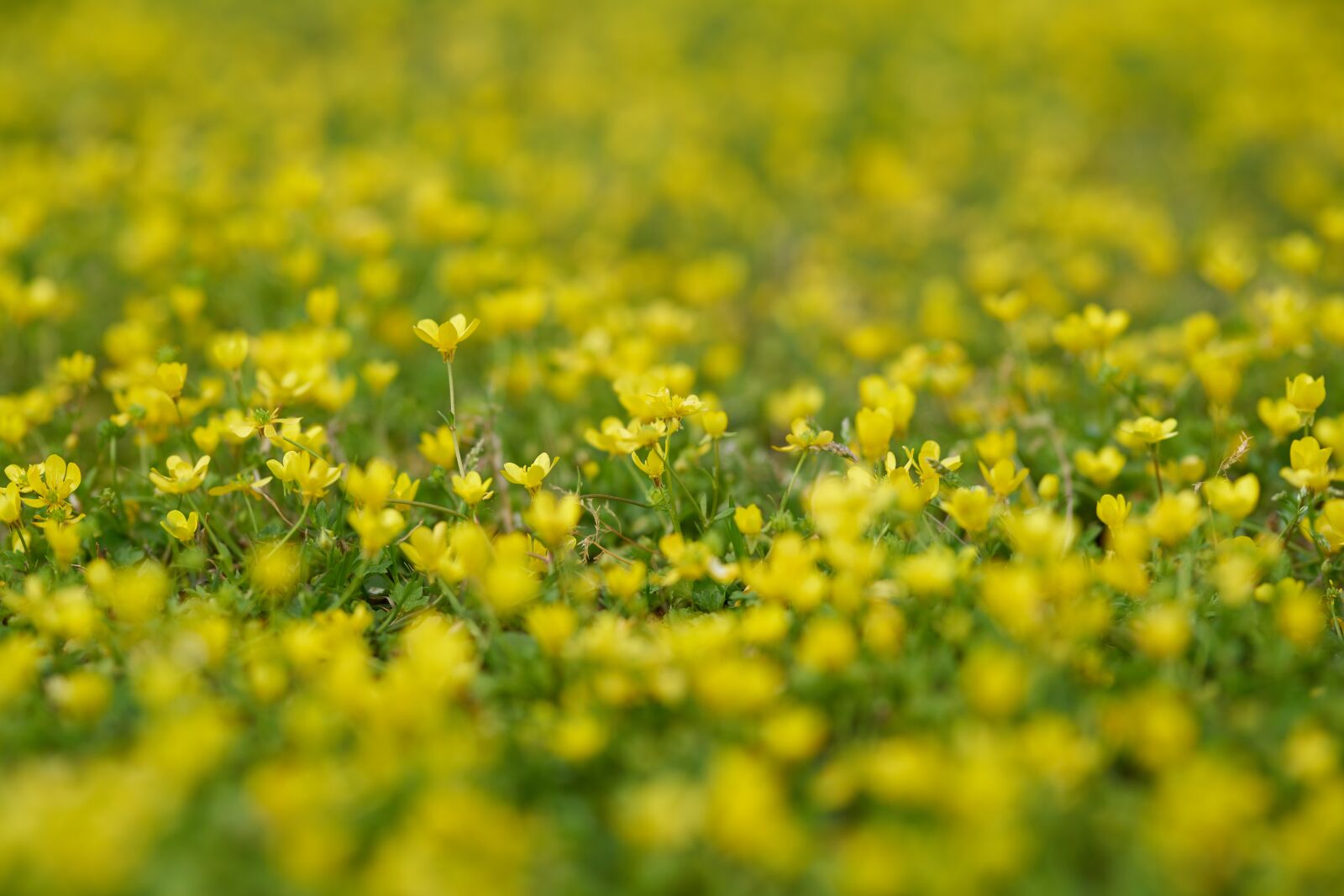 Sigma 85mm F1.4 DG HSM Art sample photo. Daisy, yellow, spring photography