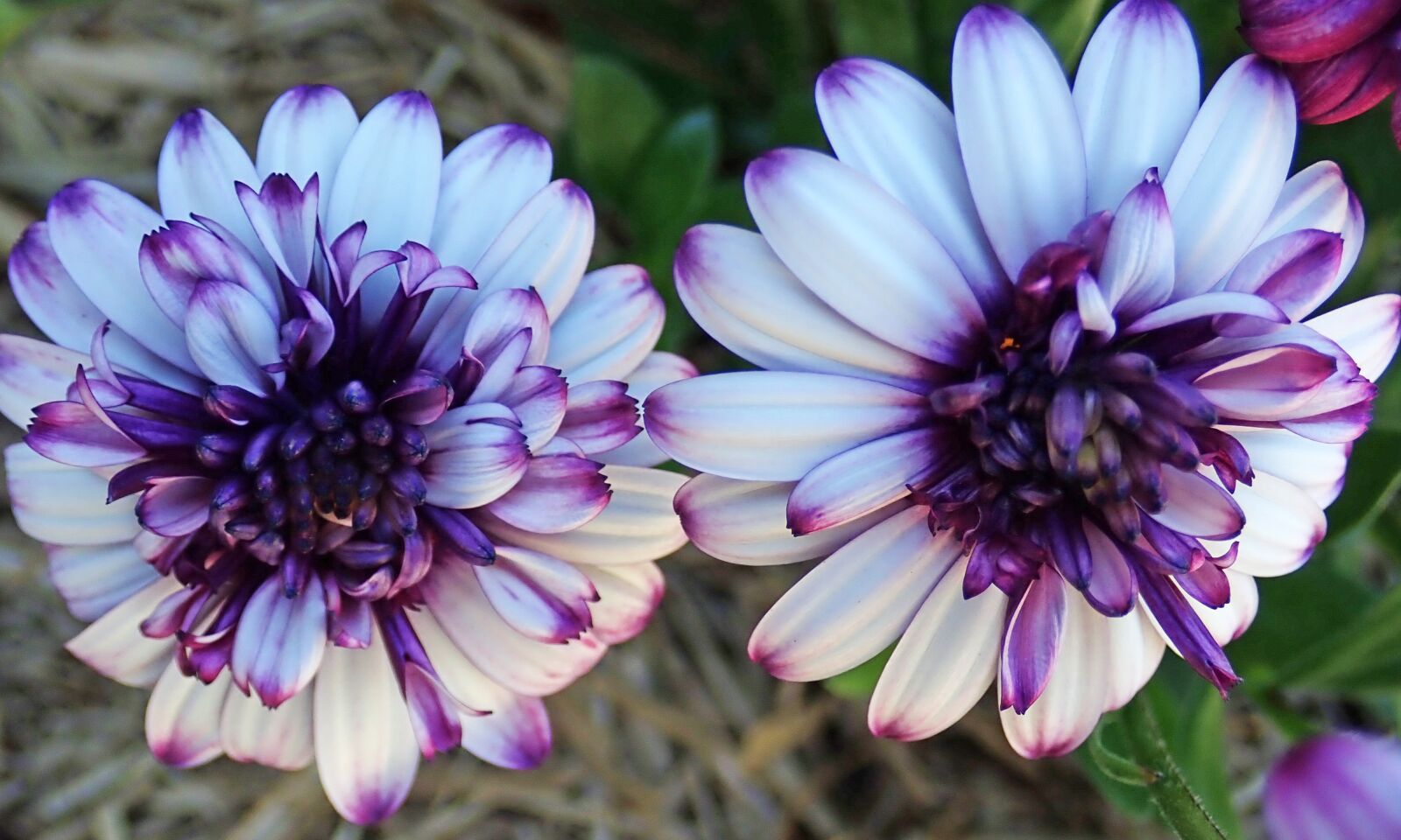 Olympus TG-5 sample photo. Daisies, flowers, garden photography