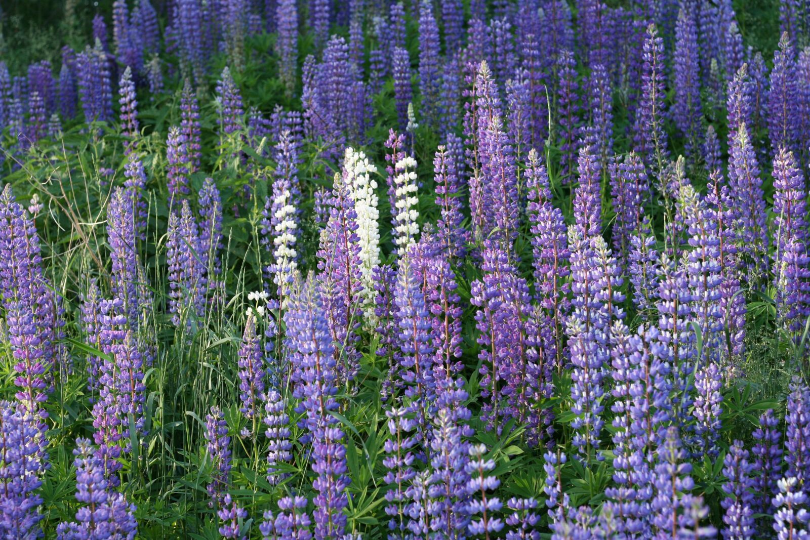 Canon EOS 400D (EOS Digital Rebel XTi / EOS Kiss Digital X) sample photo. Lupine, purple, summer photography