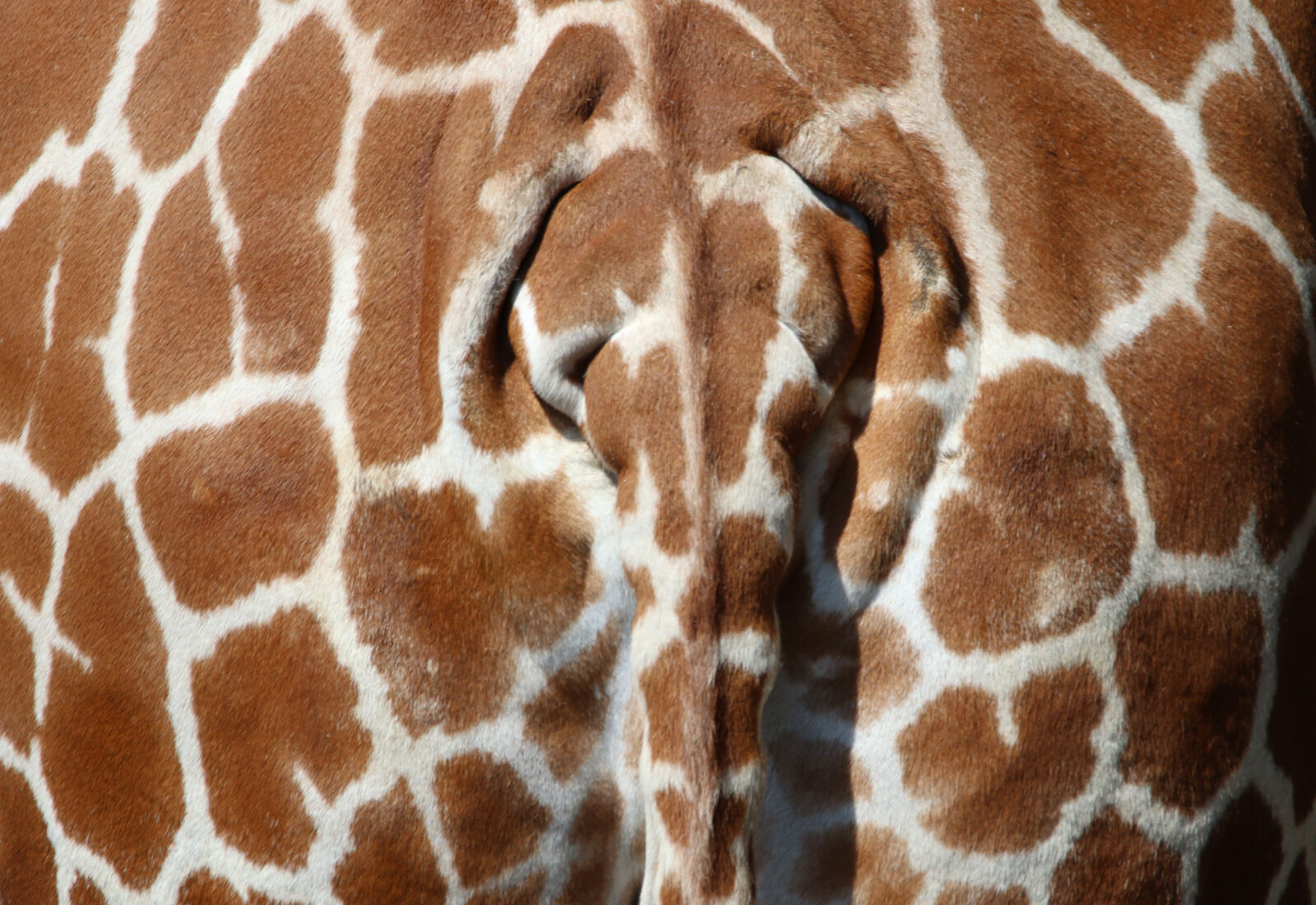 Canon EOS 7D Mark II sample photo. Animal, back, backside, geometric photography