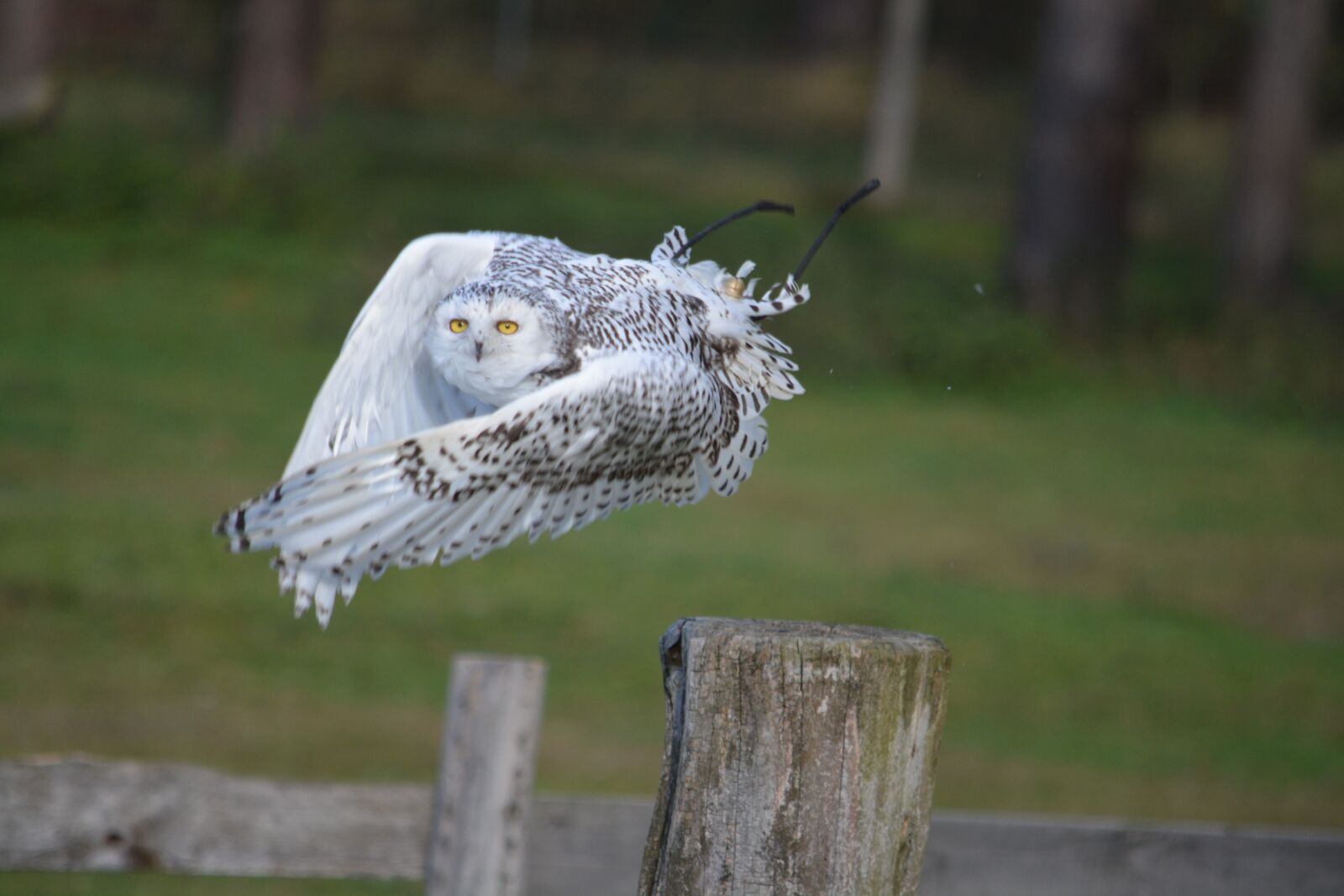 Nikon D5200 sample photo. Snowy owl, nature, bird photography