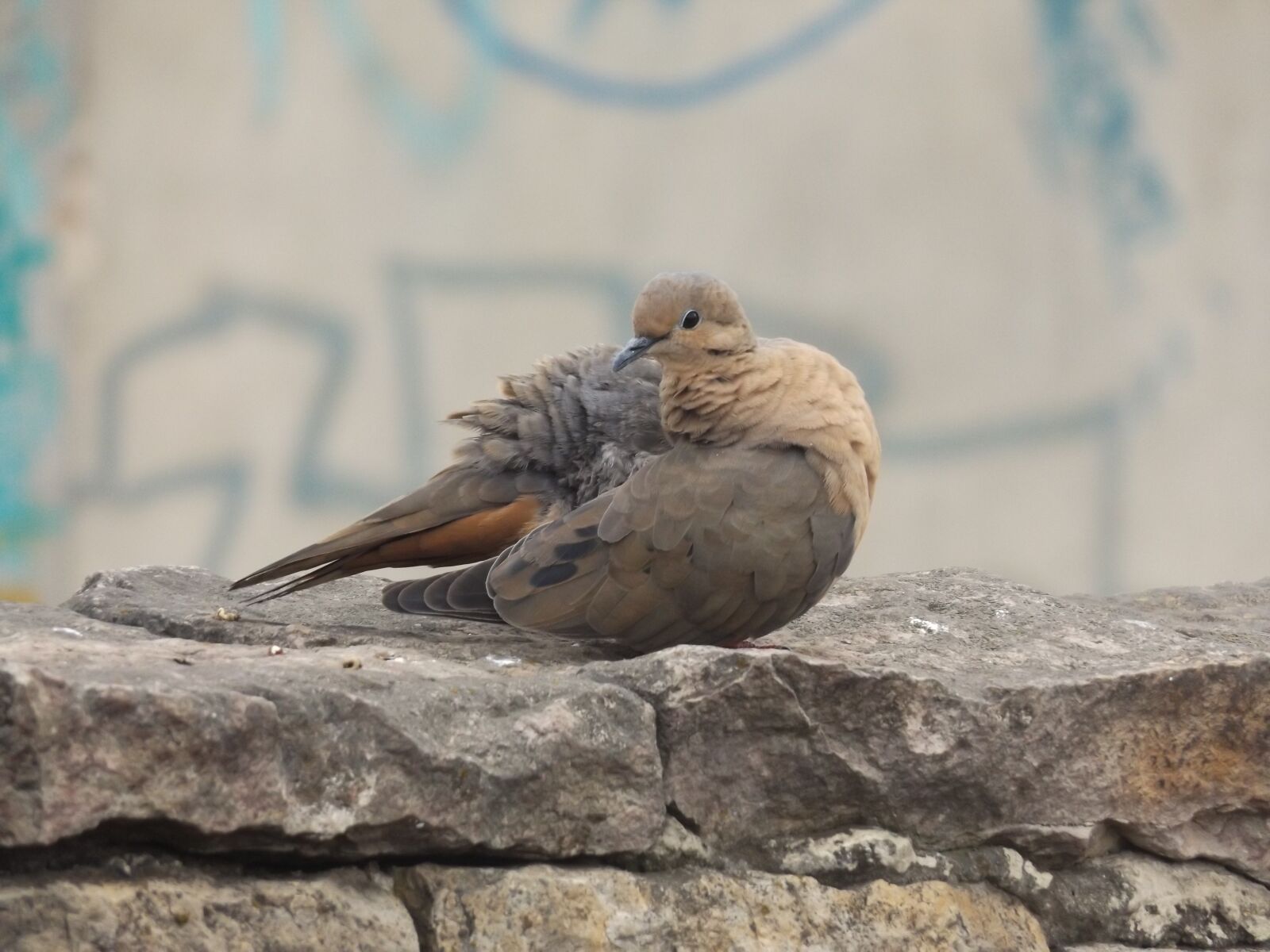 Fujifilm FinePix S8600 sample photo. Paloma, ave, bird photography