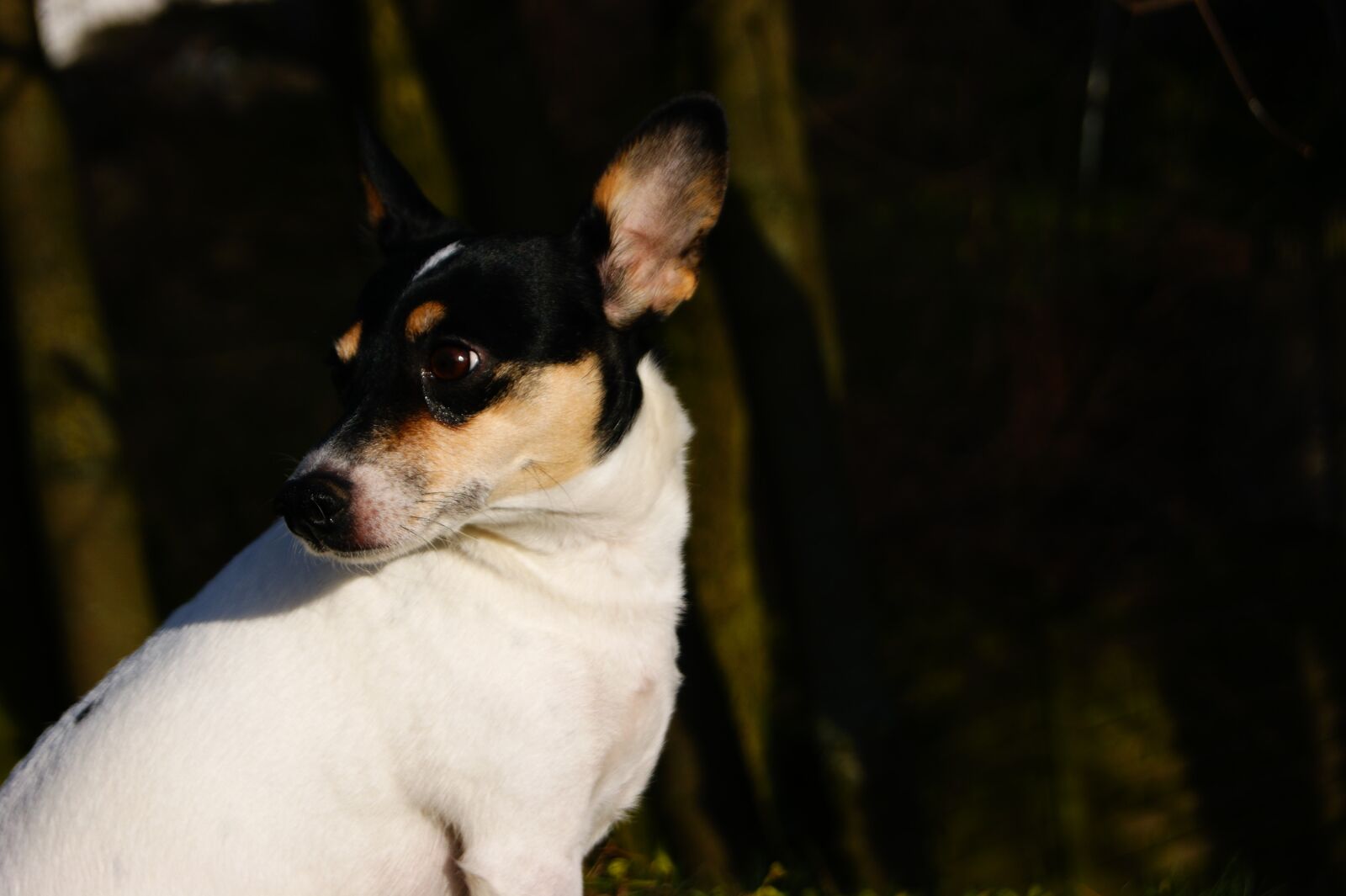 Sony Alpha DSLR-A390 sample photo. Dog, photography, animal photography