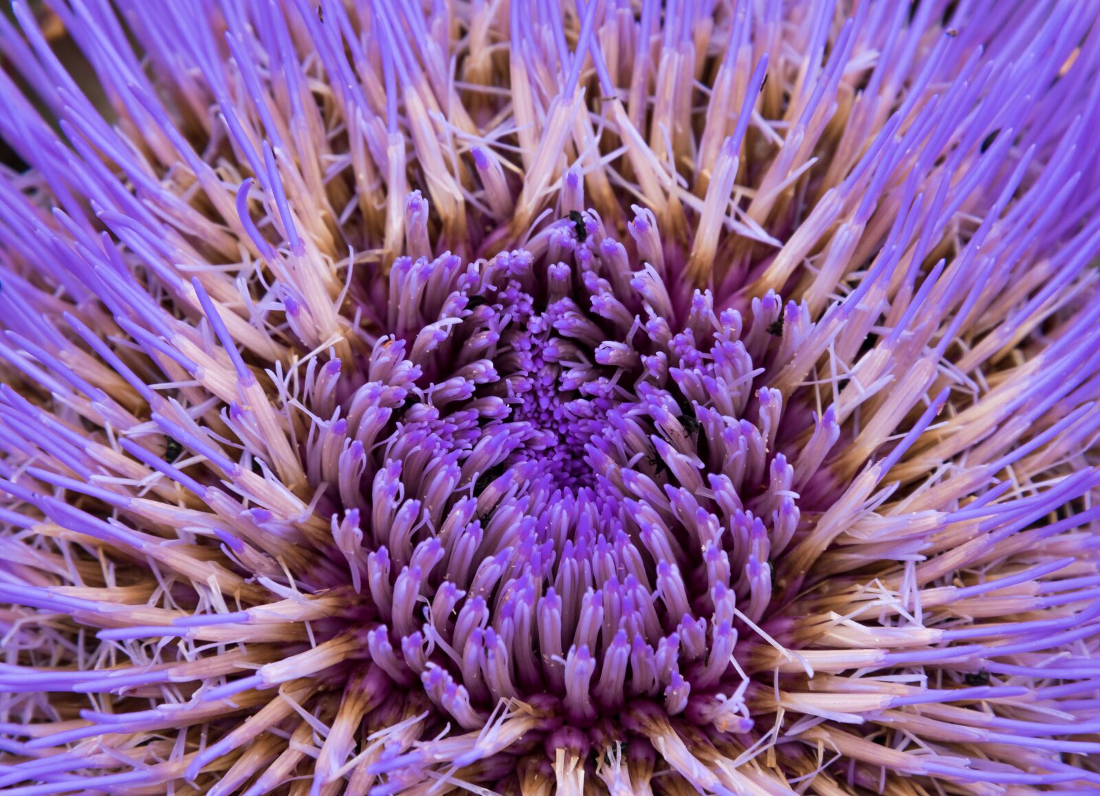 Nikon D810 sample photo. Thistle, flower, purple photography