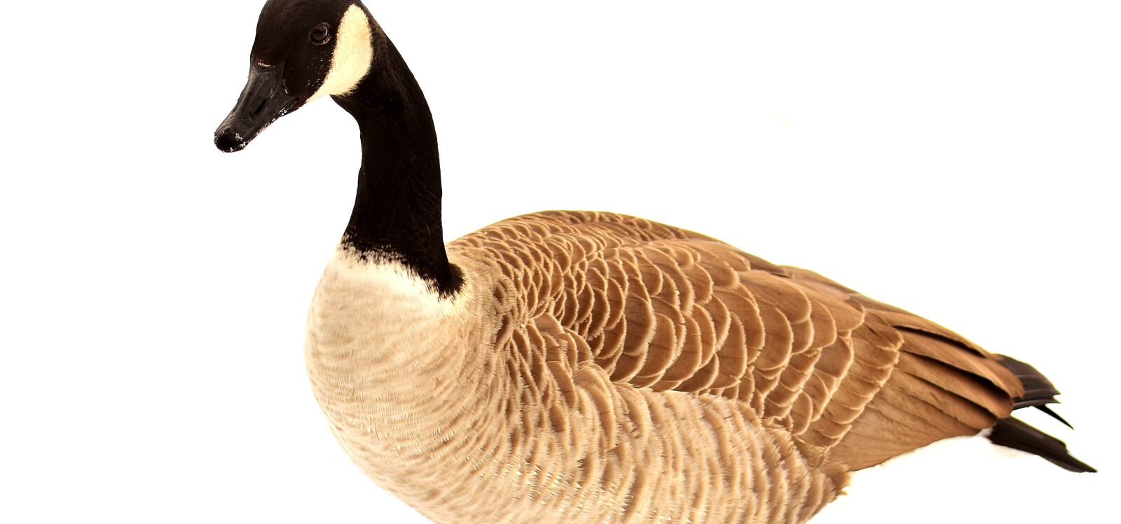 Nikon D7200 sample photo. Goose, water bird, snow photography