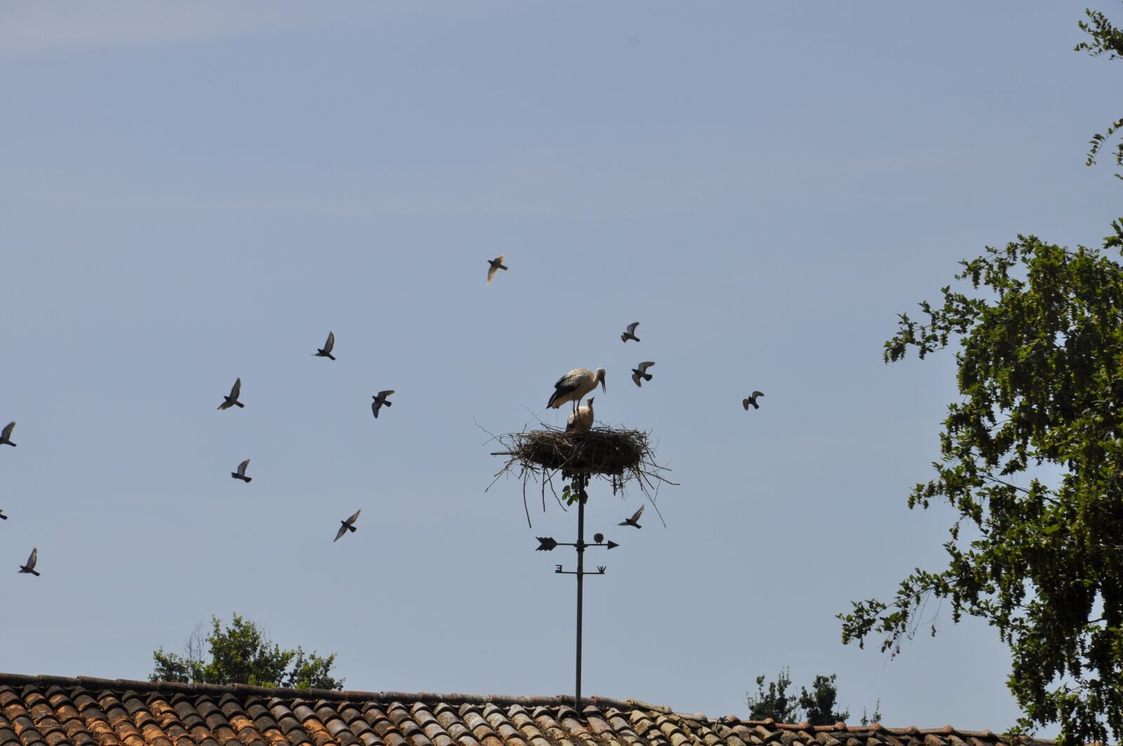 Nikon D5000 sample photo. Nest, stork, roof photography