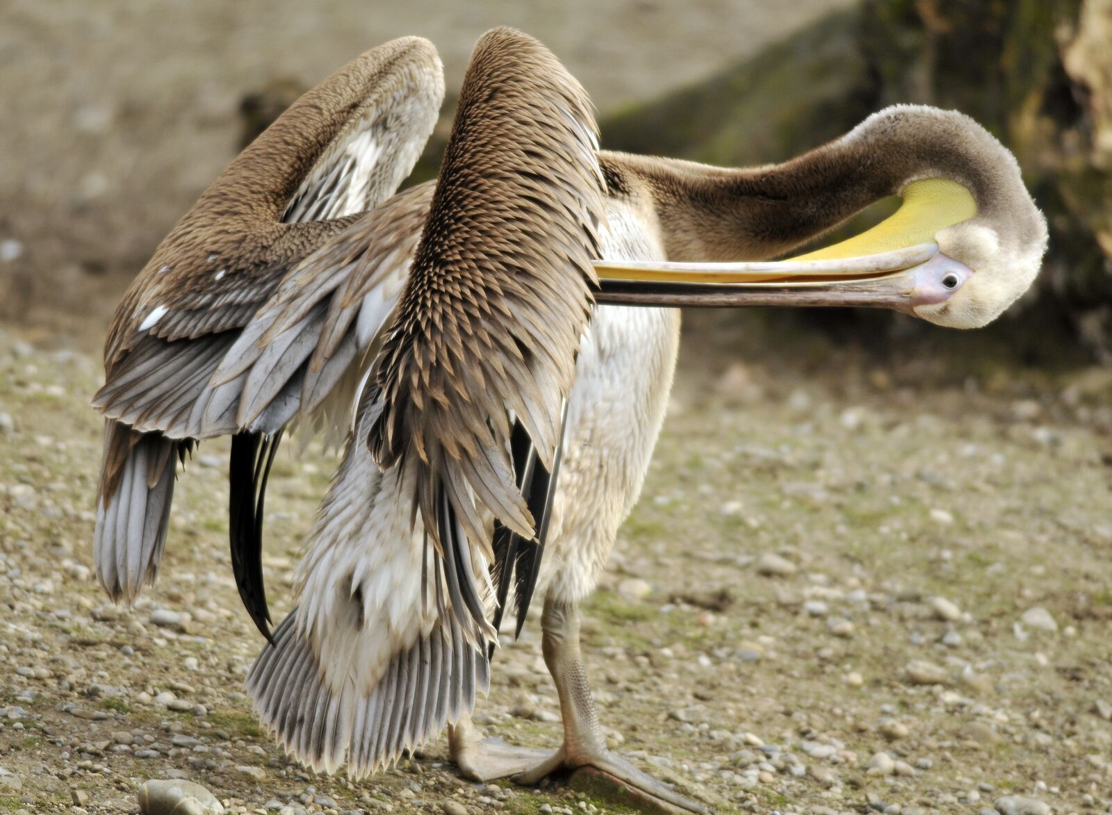 Nikon D300 sample photo. Zoo, hellabrunn, munich photography