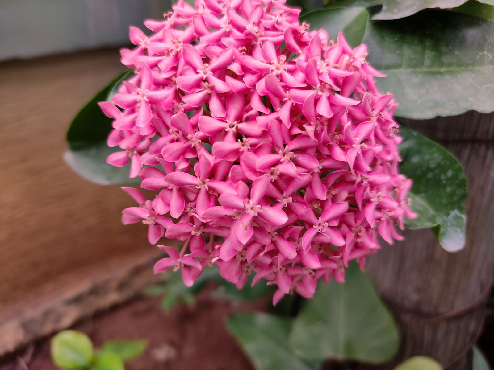 Xiaomi Redmi Note 7 Pro sample photo. Pink flowers, flowers, 101 flowers photography