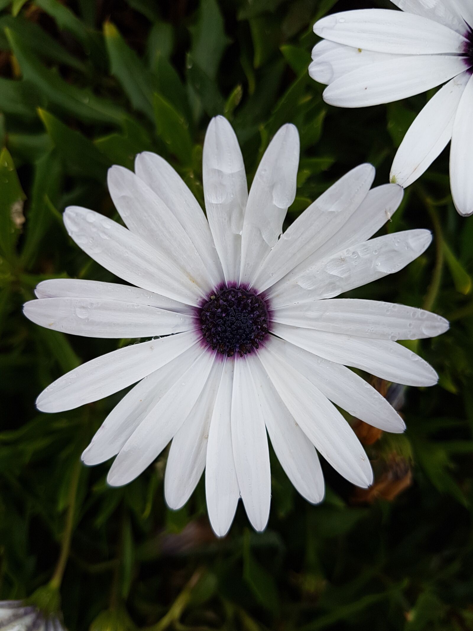 Samsung Galaxy S7 Edge sample photo. Flower, rocio, natural photography