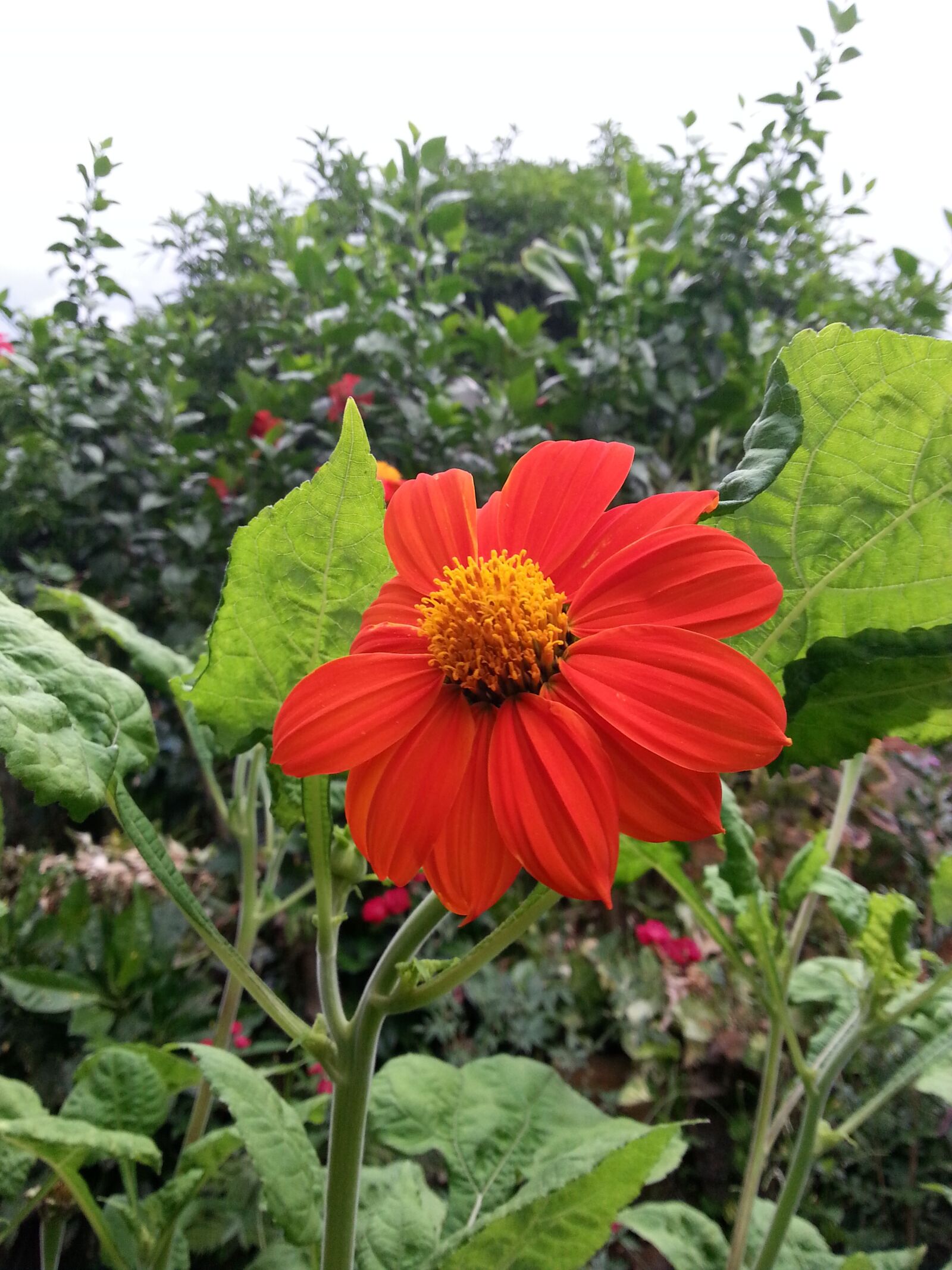 Samsung Galaxy S3 sample photo. Flower, garden, red photography