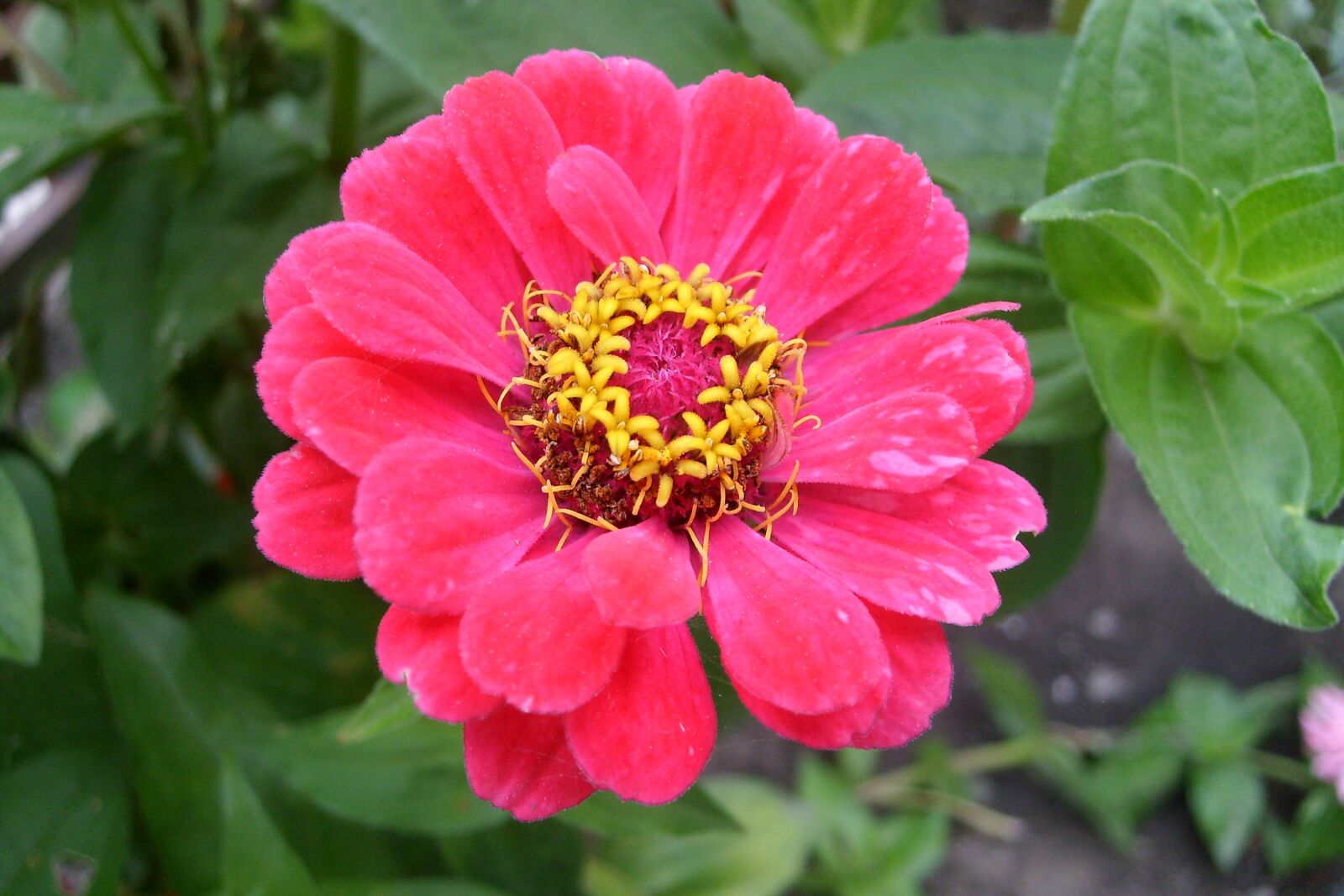 Samsung KENOX S730  / Samsung S730 sample photo. Red flower, nature, plant photography