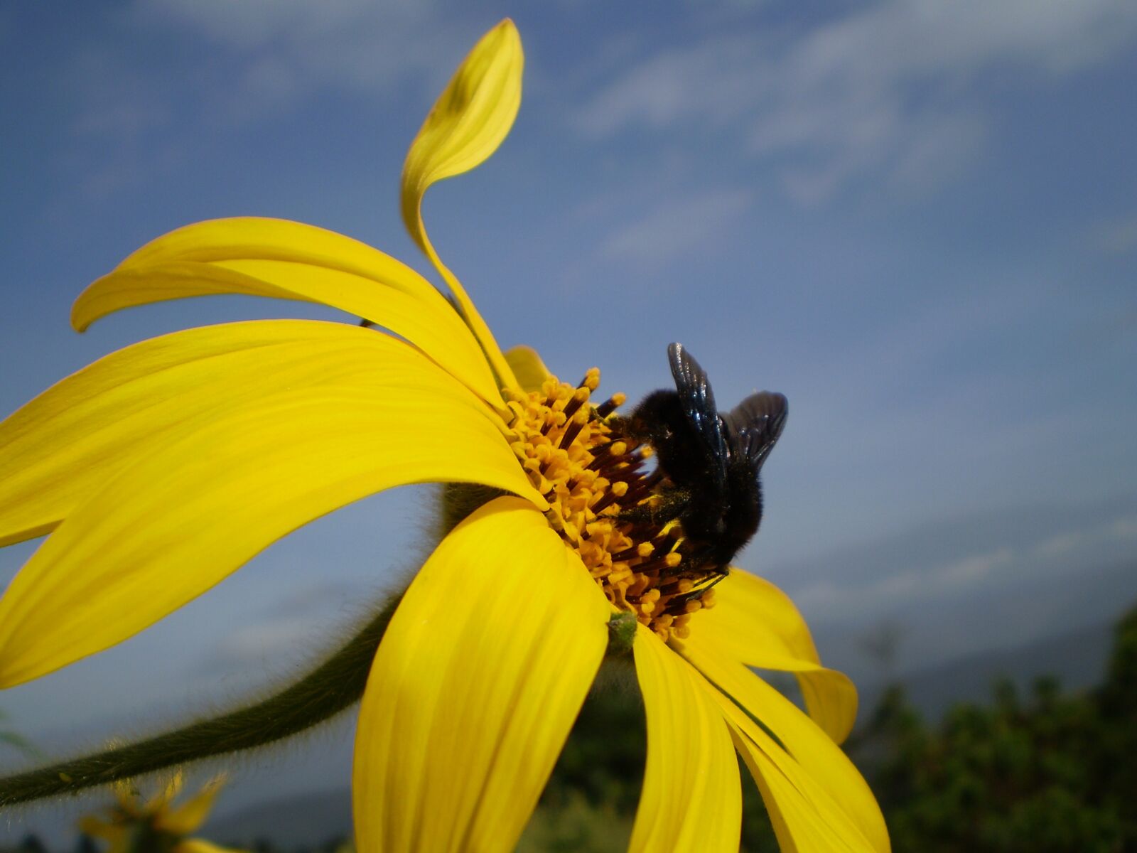 Olympus FE210,X775 sample photo. Flower, yellow, bumblebee photography