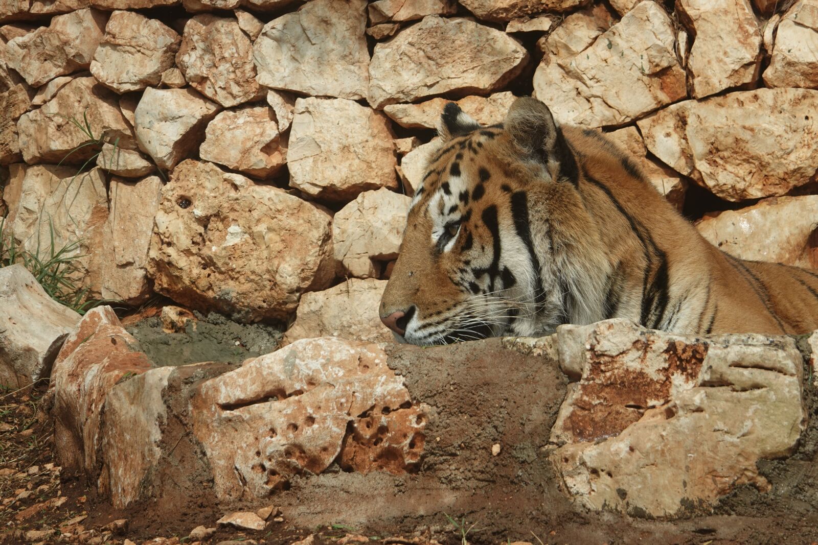 Sony Cyber-shot DSC-RX10 IV sample photo. Tiger, zoo, nature photography