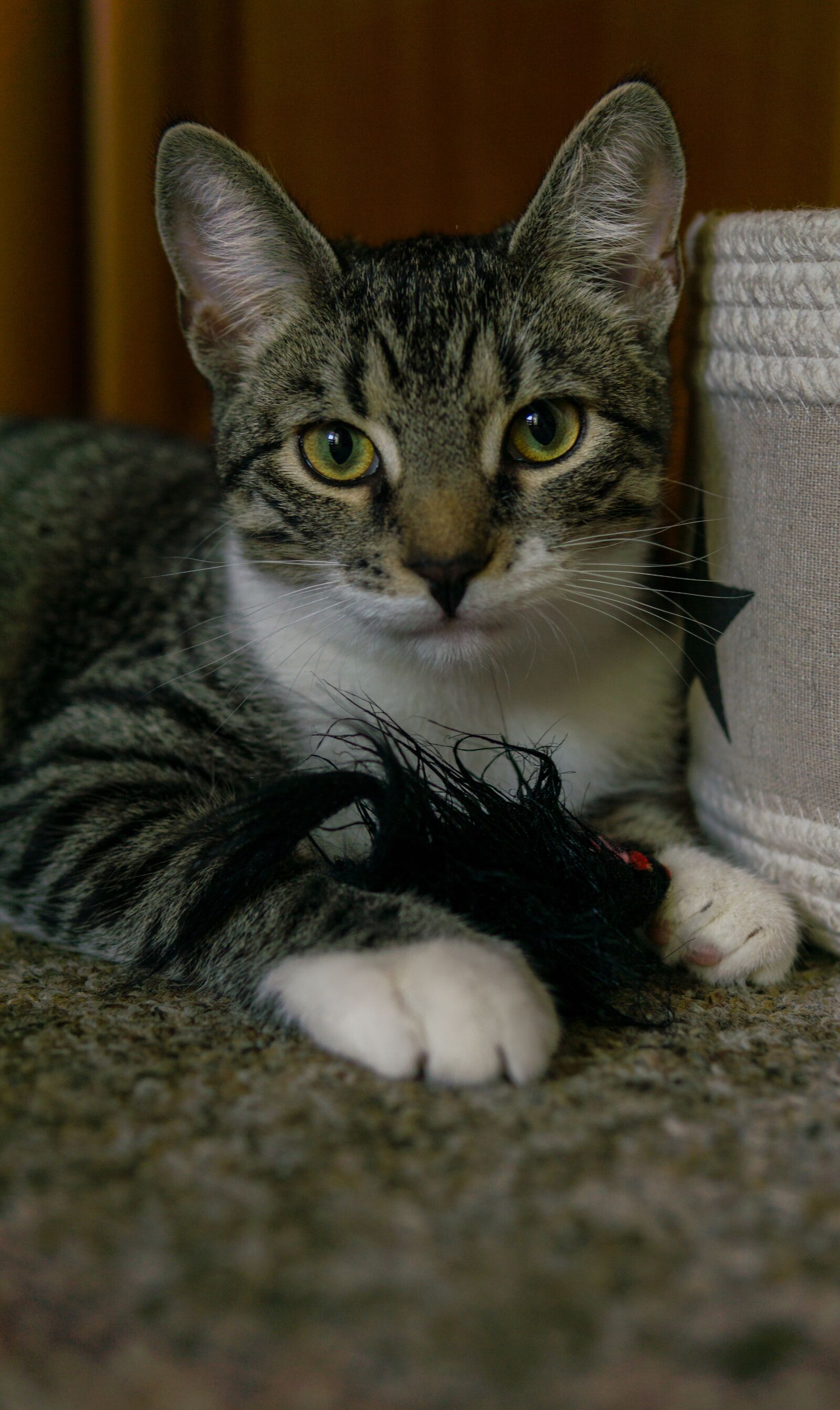 30mm F1.4 DC DN | Contemporary 016 sample photo. Cat, small, play photography