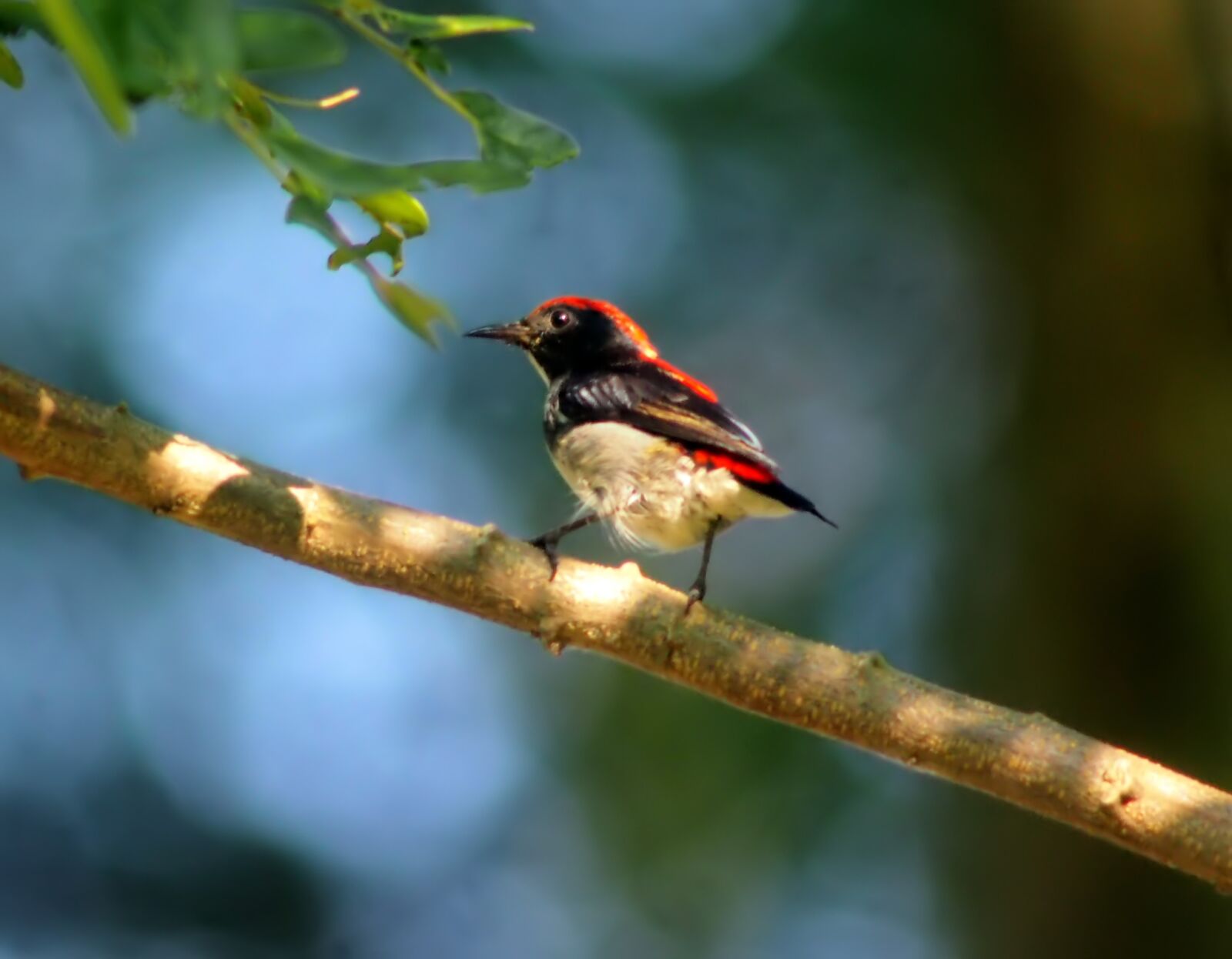 Tokina SD 400mm f/5.6 sample photo. Scarlet-flowerpecker, male, wild photography
