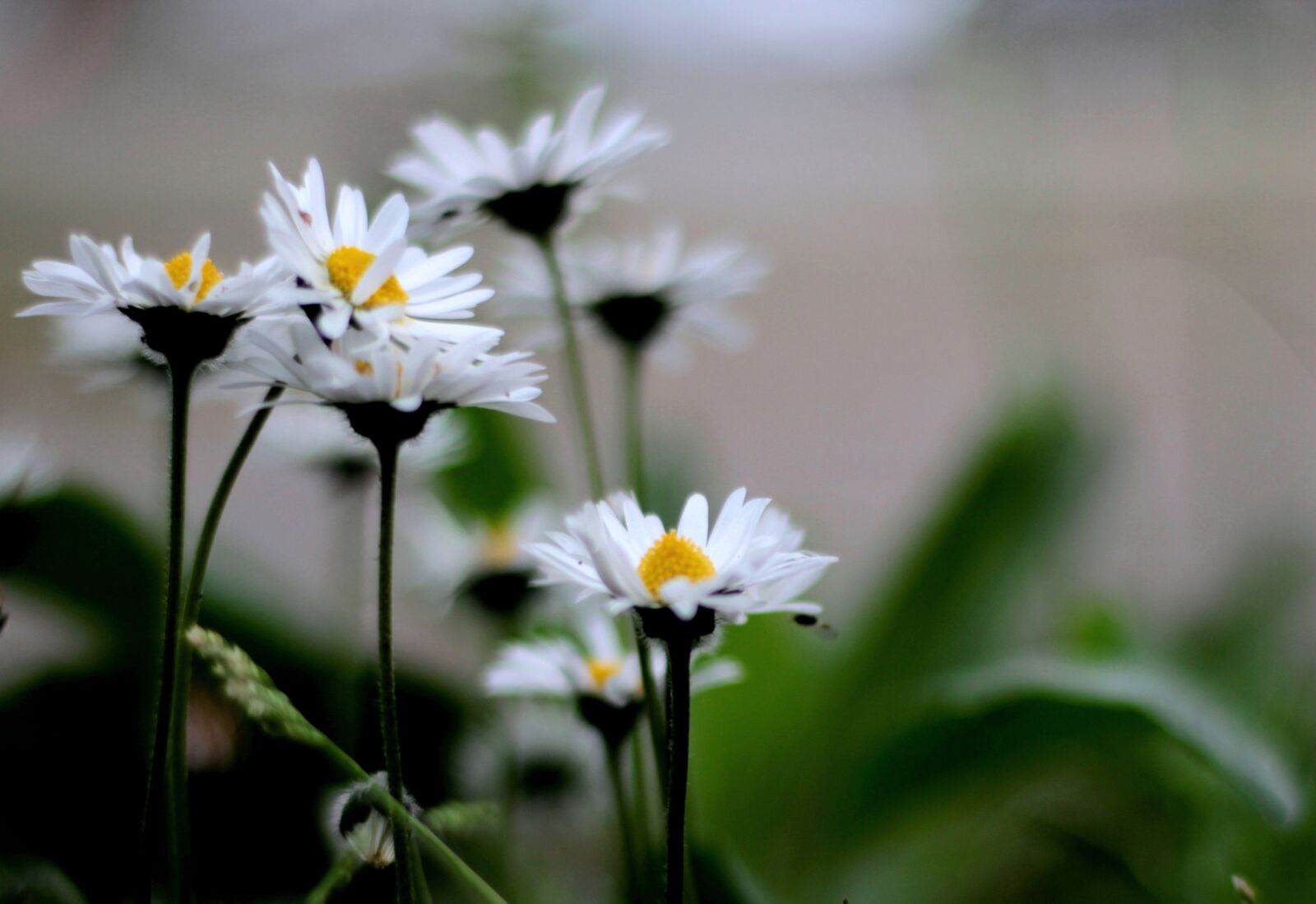 Canon EOS 600D (Rebel EOS T3i / EOS Kiss X5) + Canon EF 50mm F1.8 STM sample photo. Daisies, white, nature photography