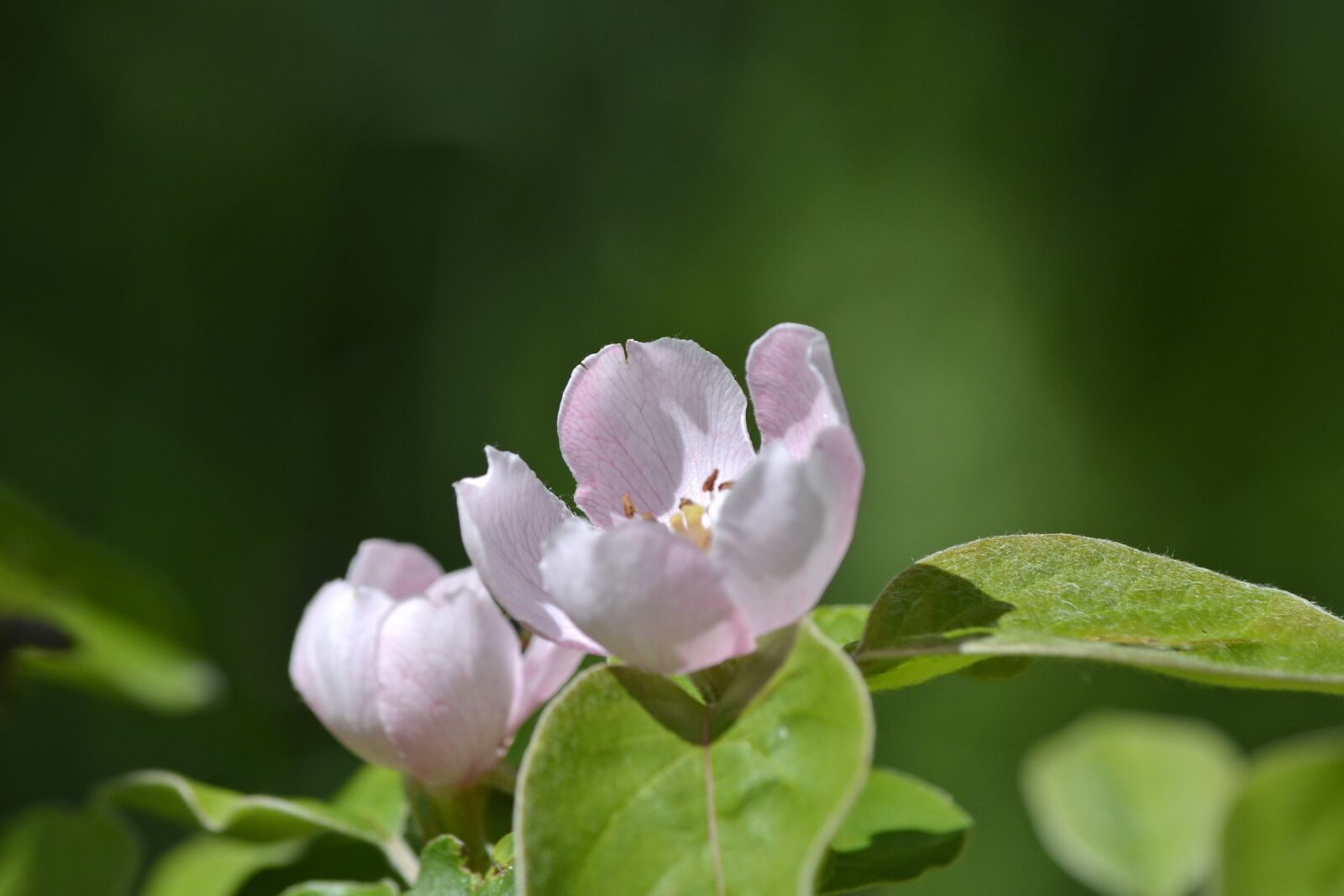 Nikon D5200 sample photo. Flower, flora, blossom photography