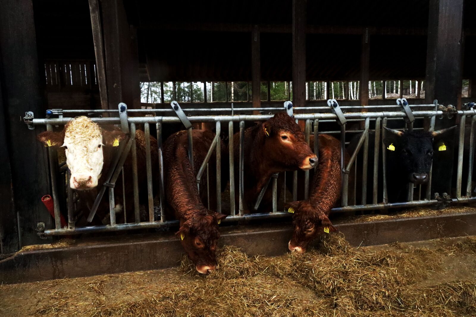 Canon RF 24-240mm F4-6.3 IS USM sample photo. Cattle, cowshed, animal photography