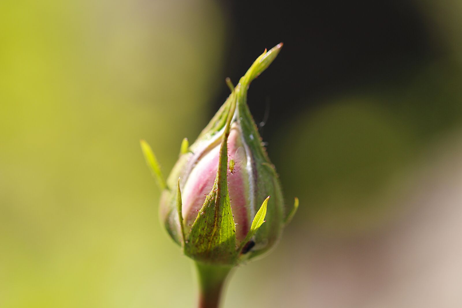 Canon EOS 700D (EOS Rebel T5i / EOS Kiss X7i) sample photo. Rosenknopse, plant, nature photography