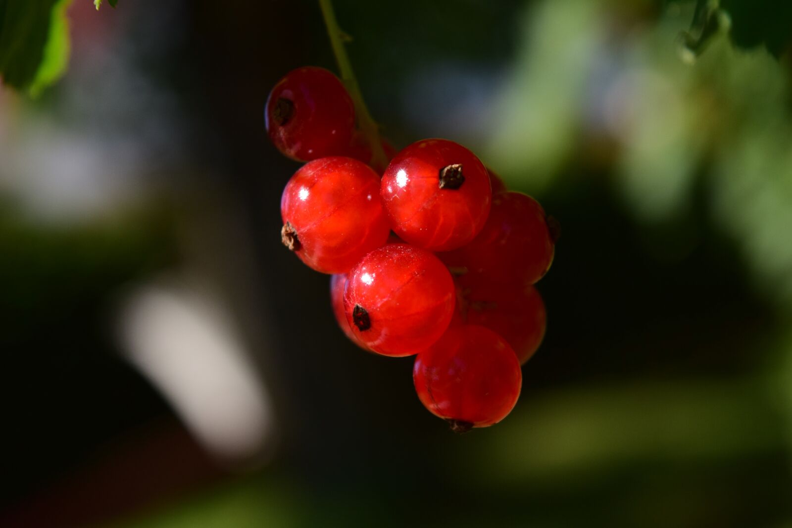 Nikon D3300 sample photo. Currants, close up, plant photography