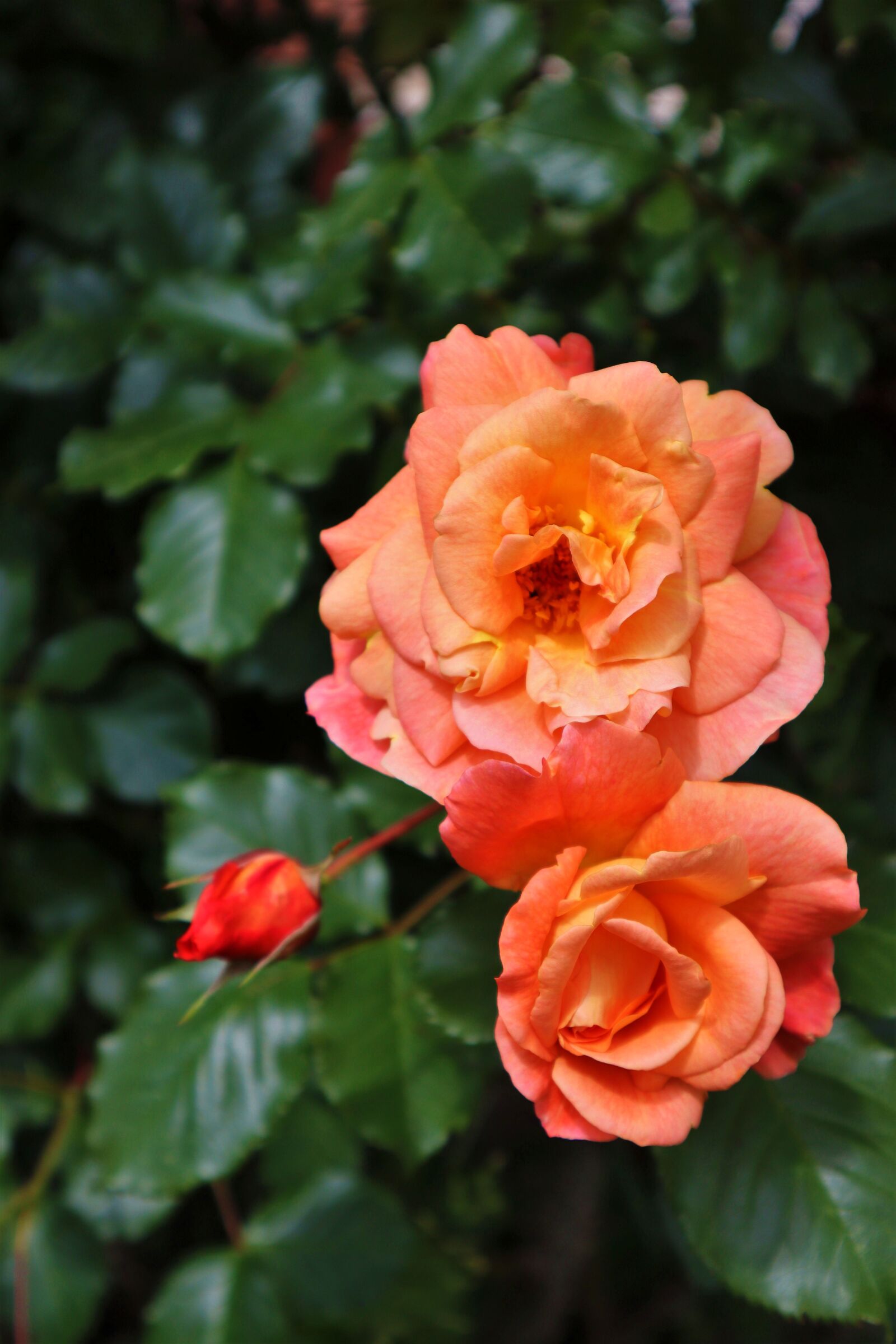 Canon EOS M50 (EOS Kiss M) sample photo. Roses, rose bloom, flower photography
