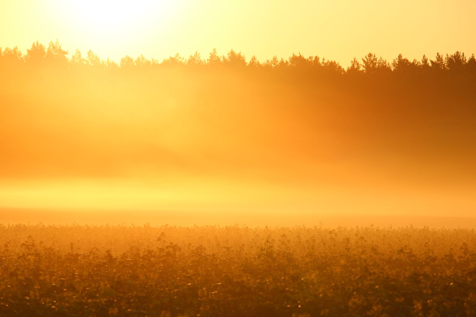 Canon EOS 100D (EOS Rebel SL1 / EOS Kiss X7) sample photo. Sun, fog, sunrise photography