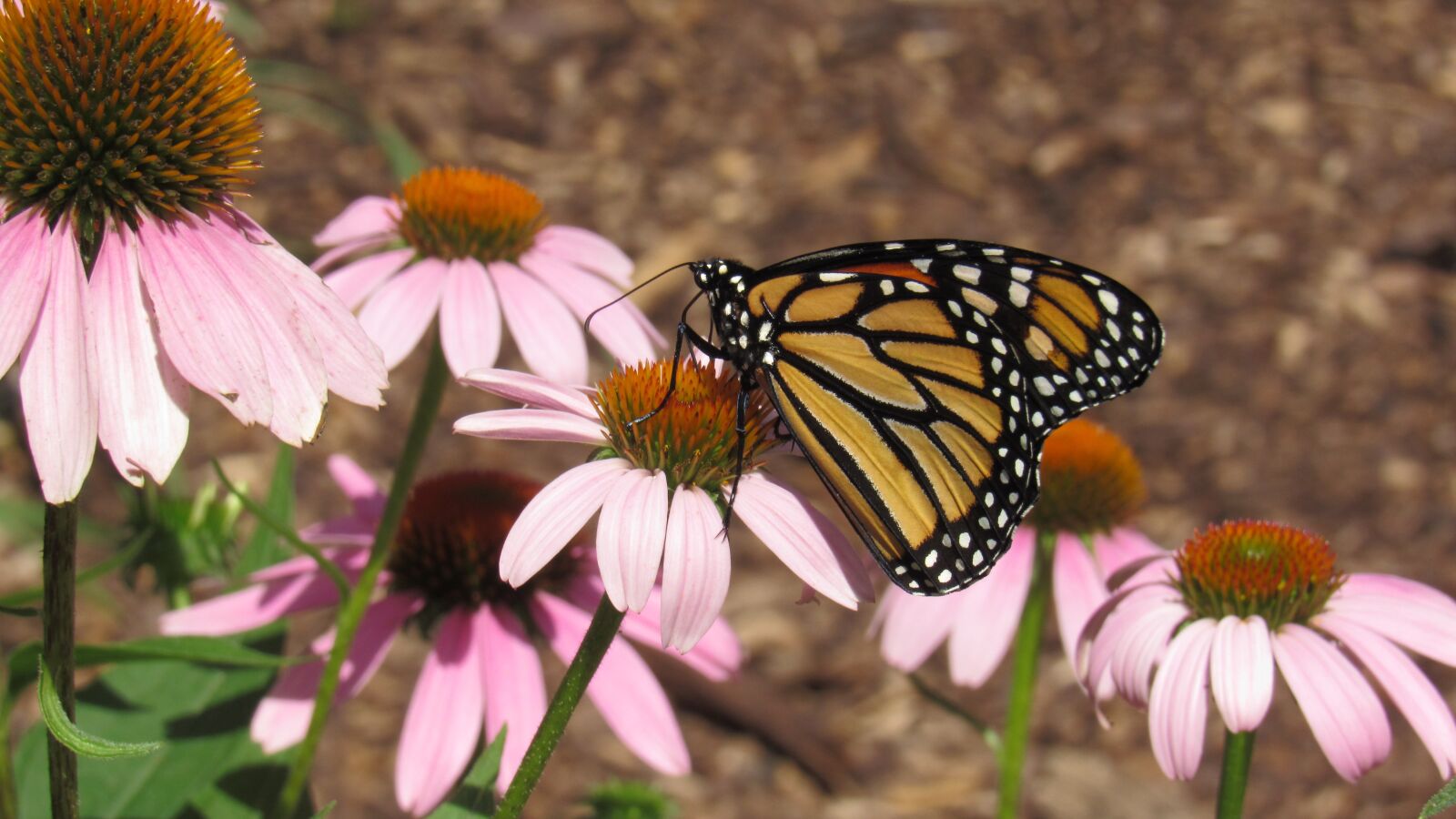 Canon PowerShot SX530 HS sample photo. Butterfly, pink, coneflower photography