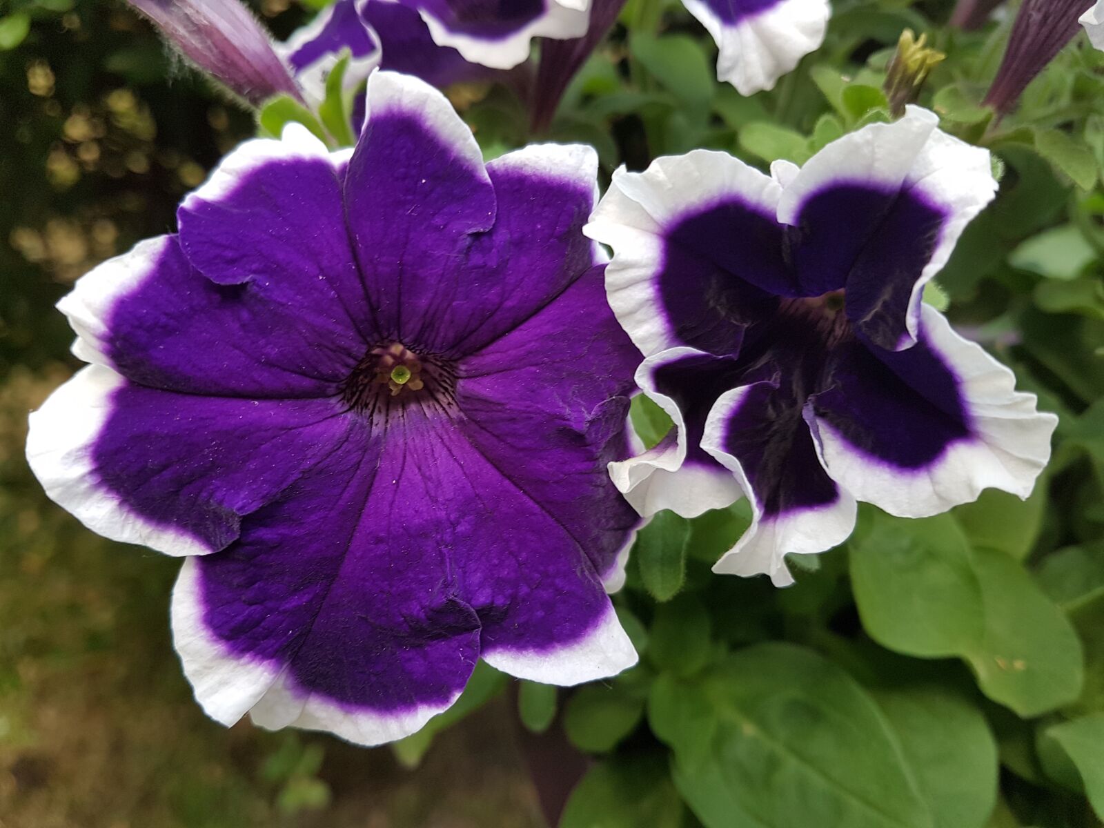 Samsung Galaxy S7 sample photo. Flower, petunia, summer flowers photography