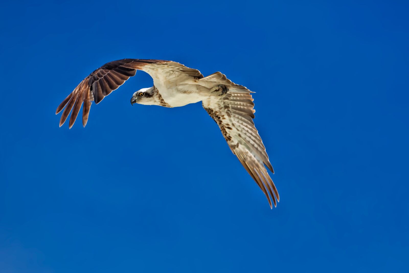 Canon EOS 5D Mark II sample photo. Birds of prey, flight photography