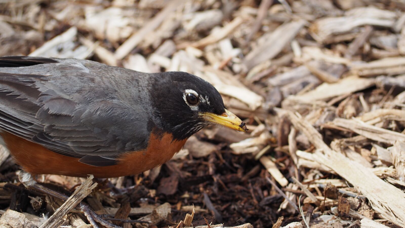 Olympus OM-D E-M10 II sample photo. Robin, eating, bird photography
