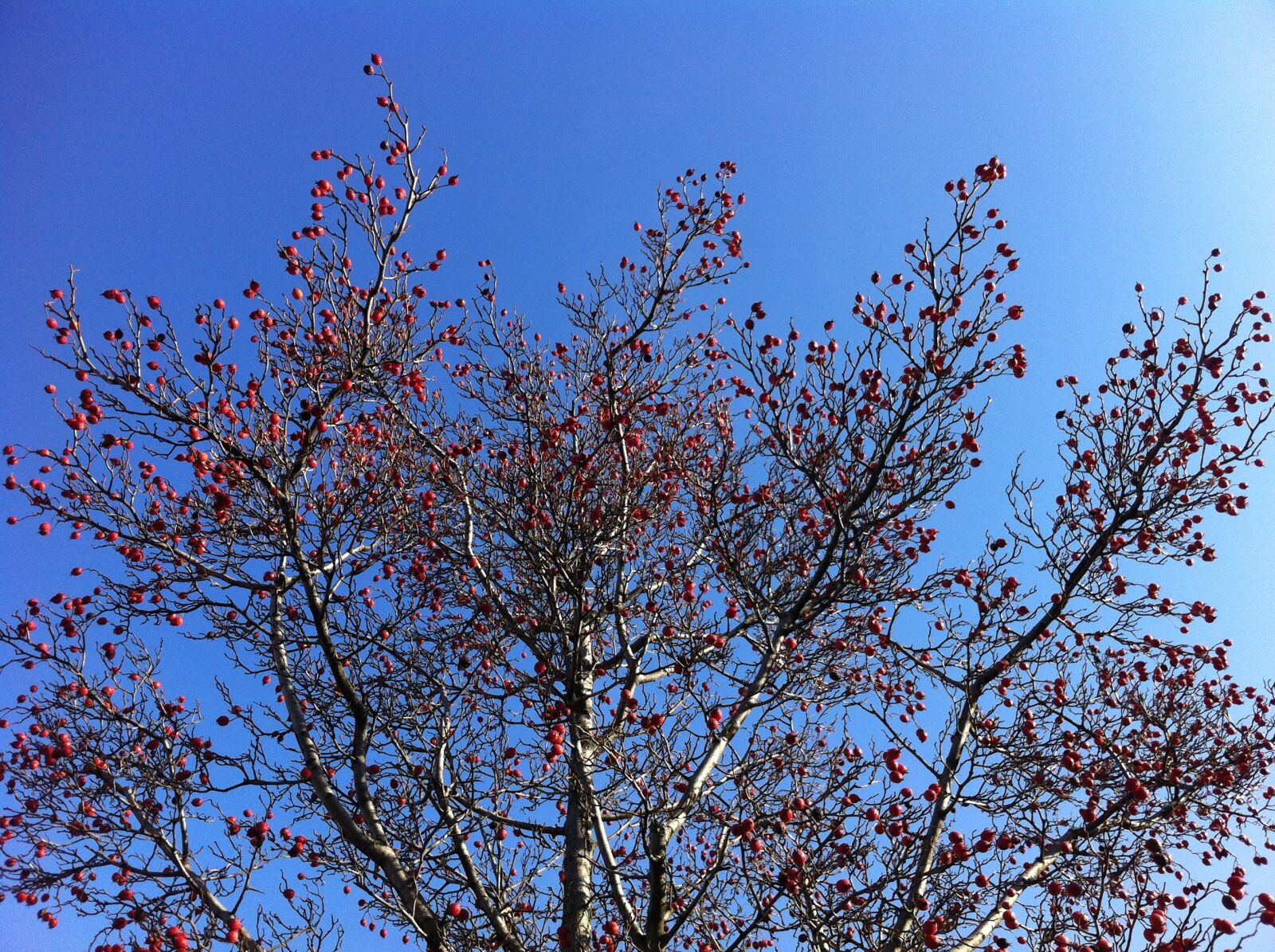 iPhone 4 back camera 3.85mm f/2.8 sample photo. Crown, sky, spring photography